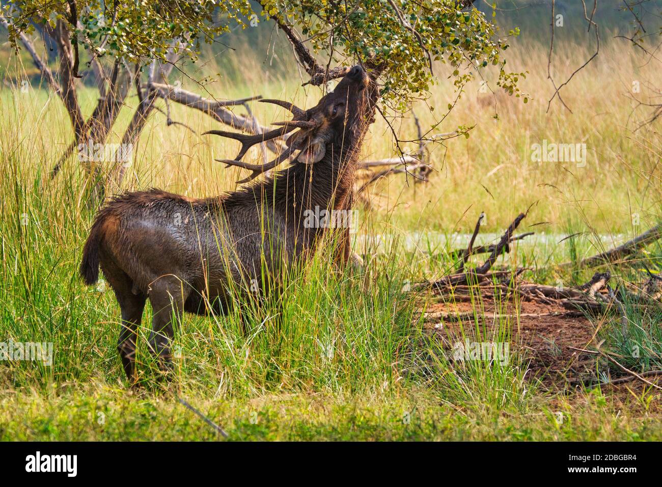 Le cerf de sambar (rusa unicolor) mangeant des feuilles d'arbre dans la forêt. Sambar est un grand cerf originaire du sous-continent indien et classé comme étant vulnérable spi Banque D'Images