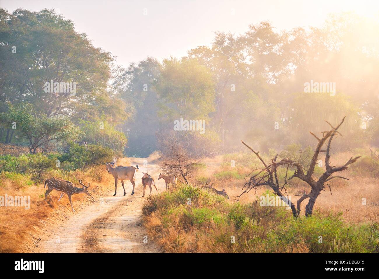 Les familles de nilgai de taureau bleu et de déers tachetés qui marchent à pied dans la forêt. Safari, oiseaux, arbres. Un lever de soleil parfait dans le parc national de Ranthambore. Visite Banque D'Images