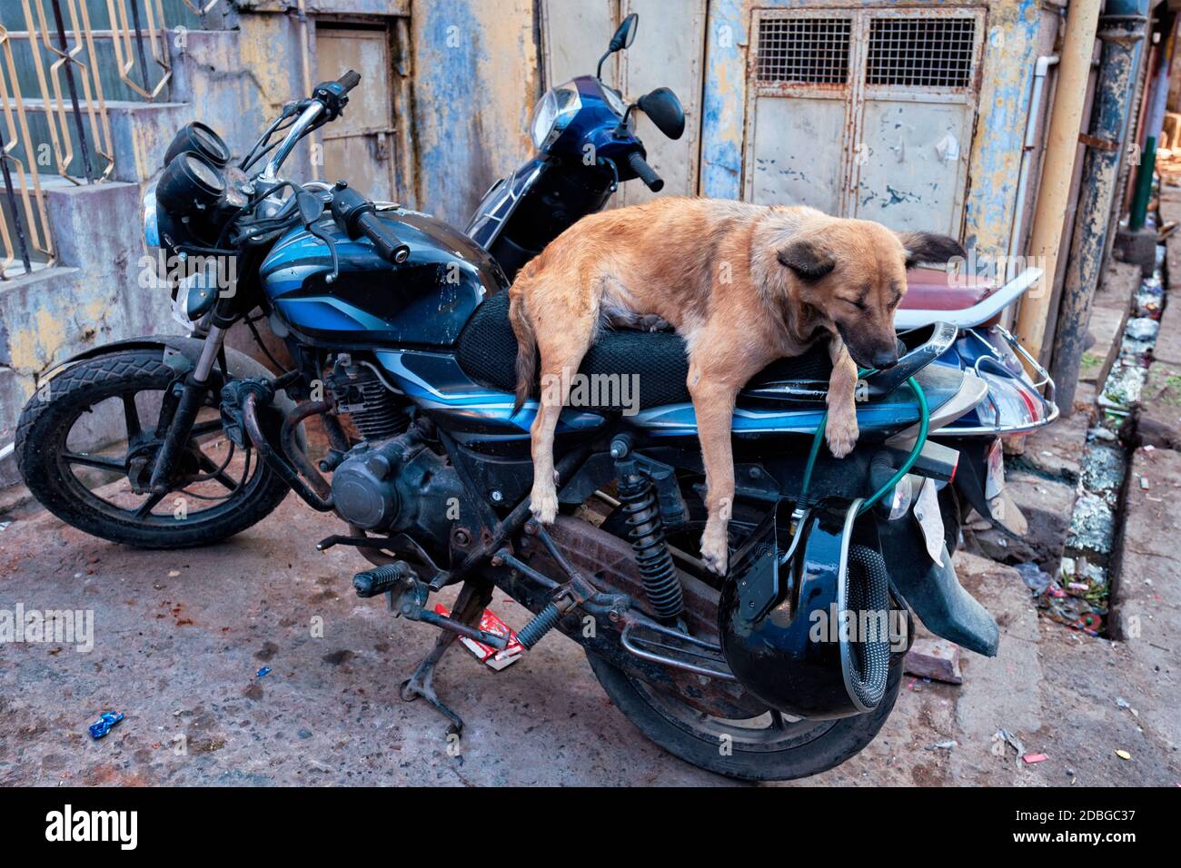 Chien dormant en moto dans la rue indienne. Jodhpur, Rajasthan, Inde Banque D'Images