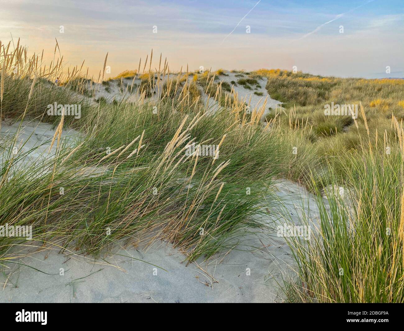 Les dunes de sable offrent une protection pour les pique-niques et un paysage merveilleux pour les longues promenades estivales. Banque D'Images