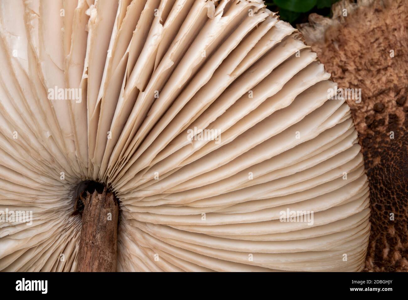 Parasol Mushroom dans Suffolk , Royaume-Uni Banque D'Images