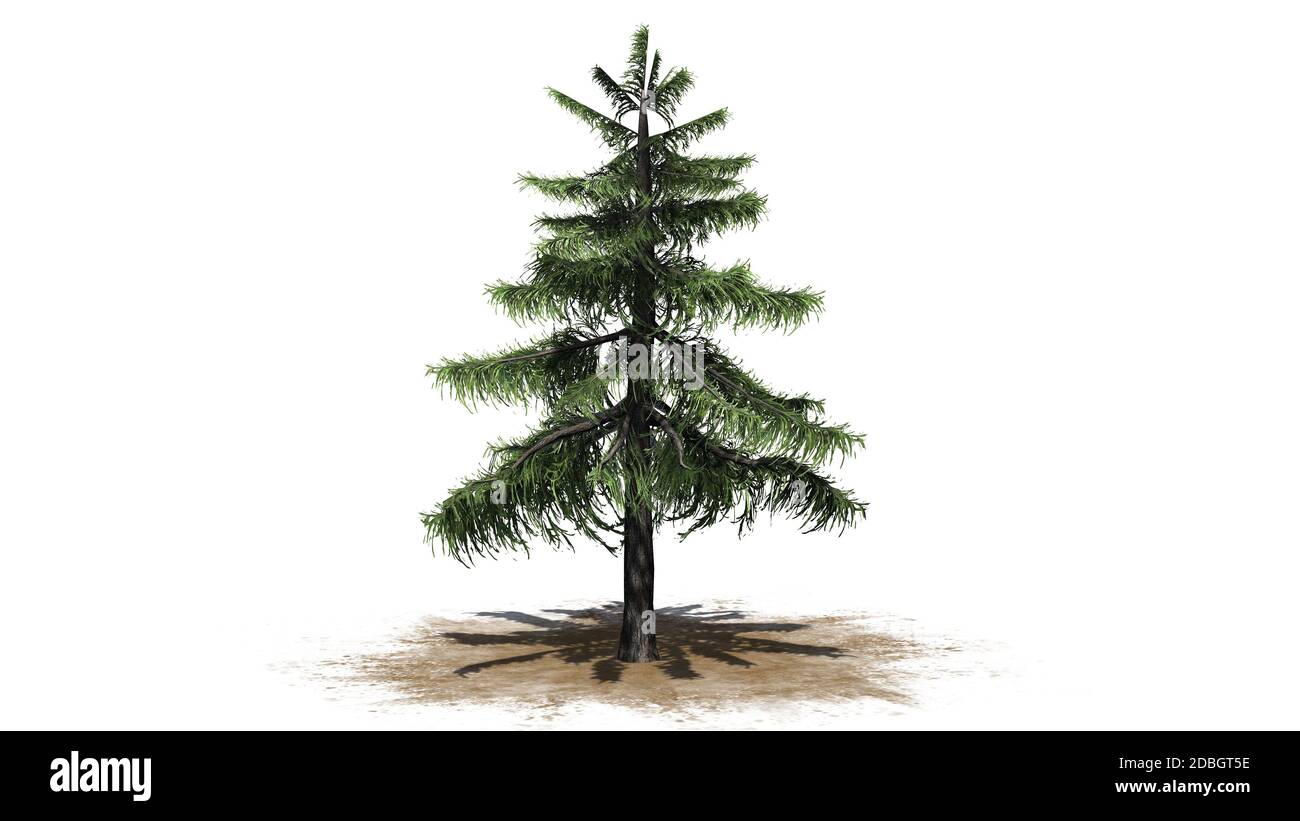 Alaska Cedar Tree isolé sur fond blanc Banque D'Images