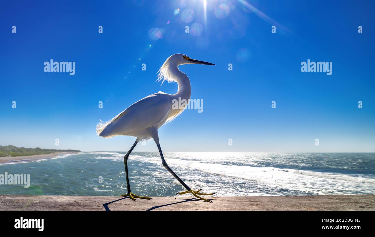 fier d'être un oiseau de floride Banque D'Images