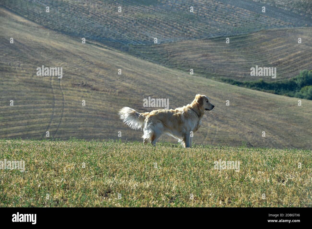chien golden retriever en profil dans un champ d'été Banque D'Images