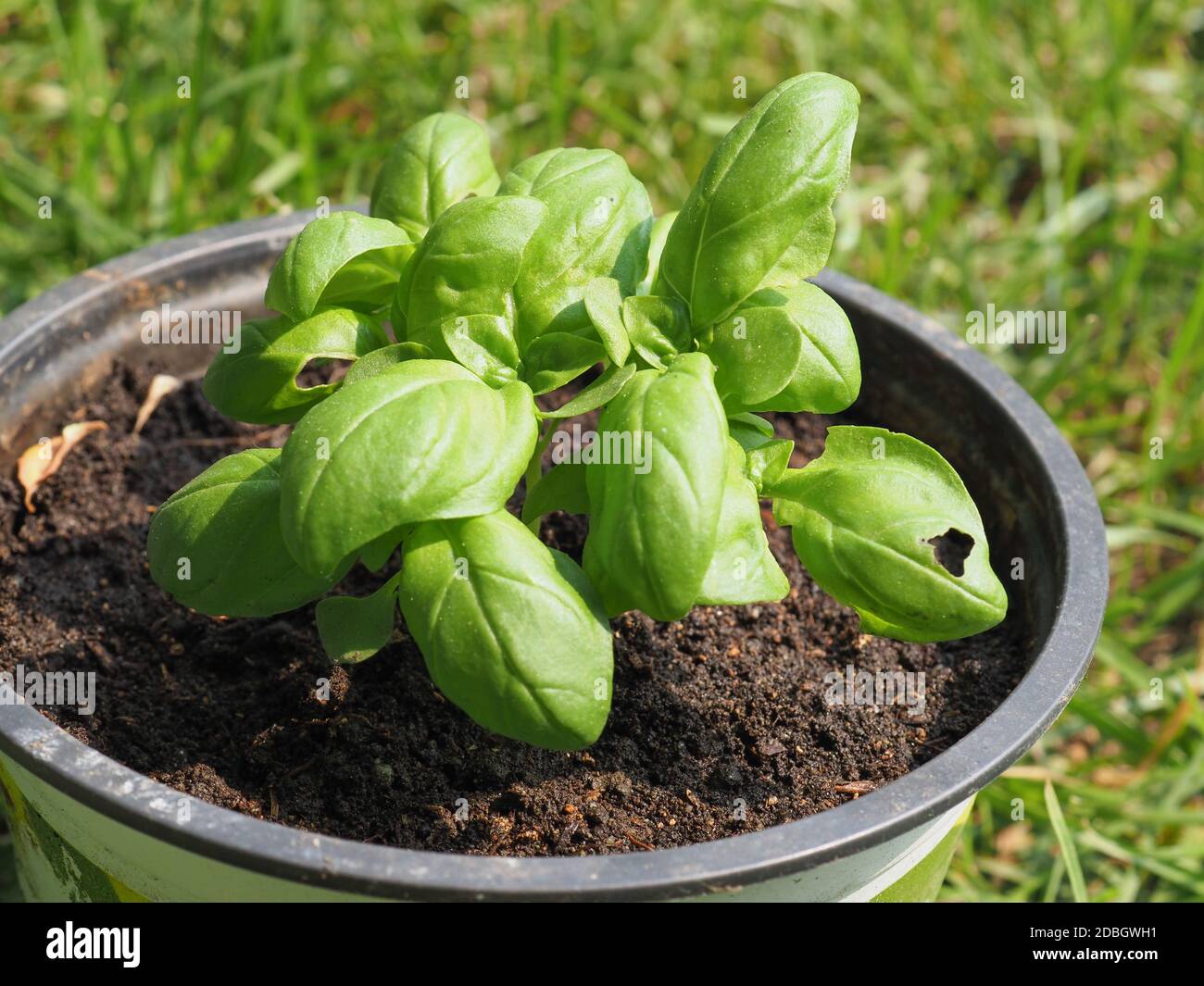 Basilic (nom scientifique Ocimum basilicum) alias basilic thaï ou plante de basilic sucrée dans une casserole Banque D'Images
