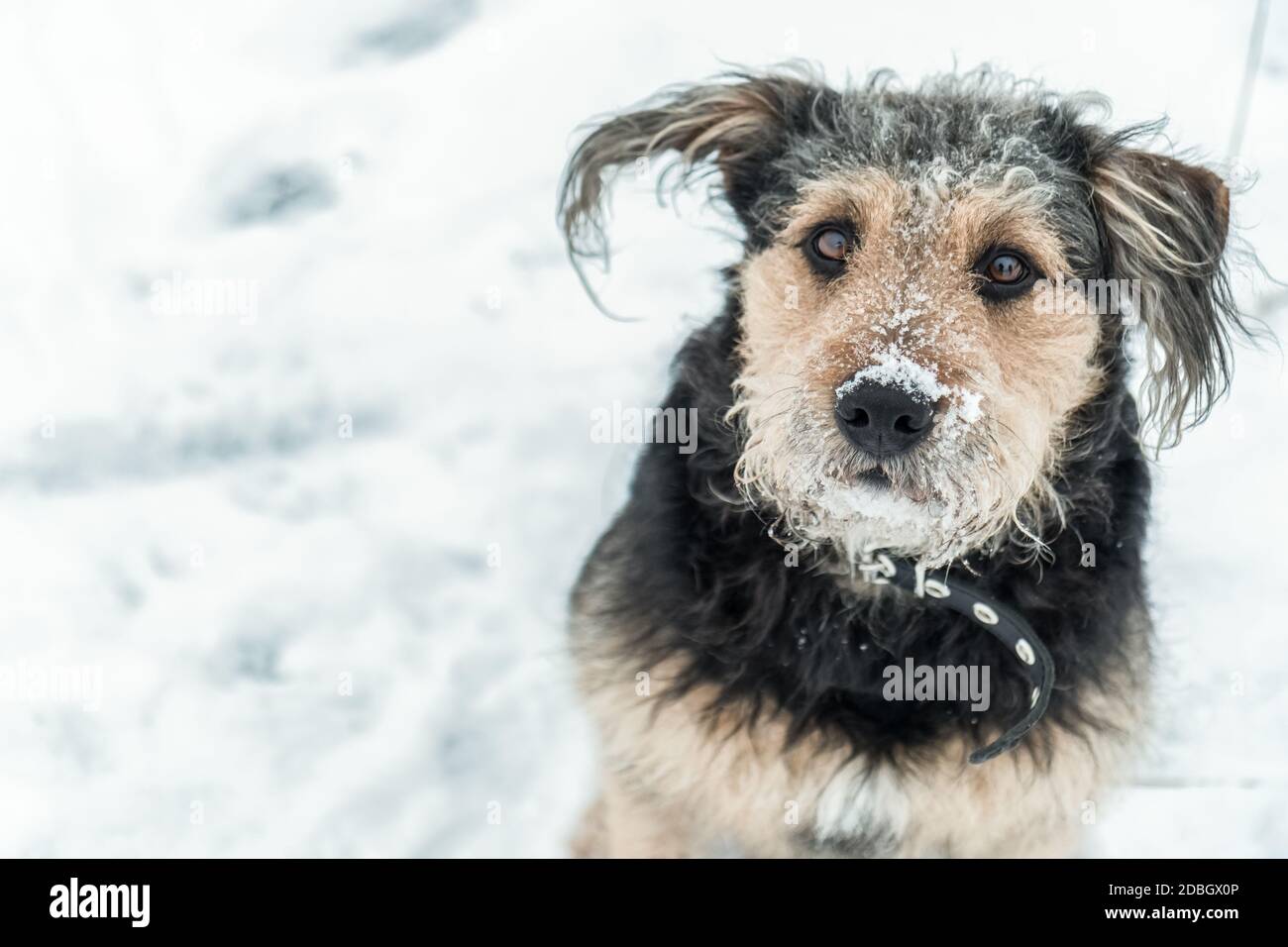 Chien à l'air drôle avec de la neige dépolie sur le nez en hiver - saison froide. Portrait de chien d'hiver. Banque D'Images