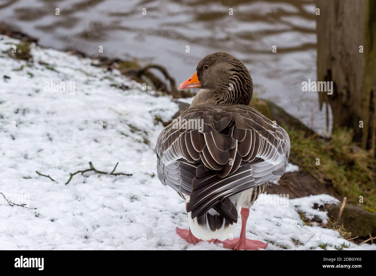 Gros plan d'un canard sur les rives de la rivière Glan à Meisenheim, en Allemagne Banque D'Images
