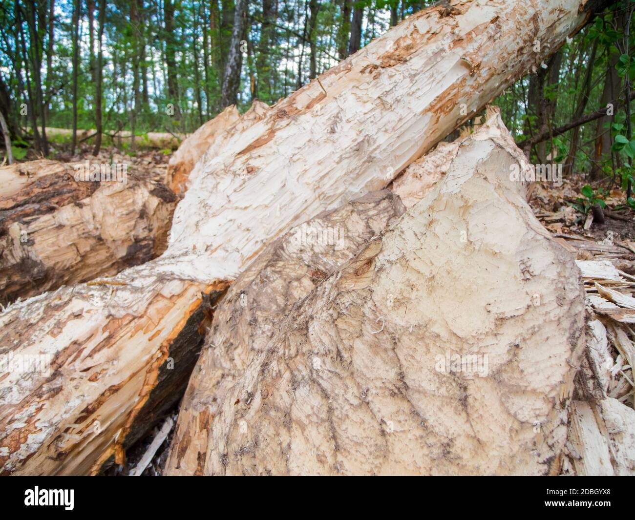 Vue sur le paysage d'une forêt avec des arbres abattus par des castors sur le bord d'un petit plan d'eau dans le Brandebourg / Allemagne. Banque D'Images