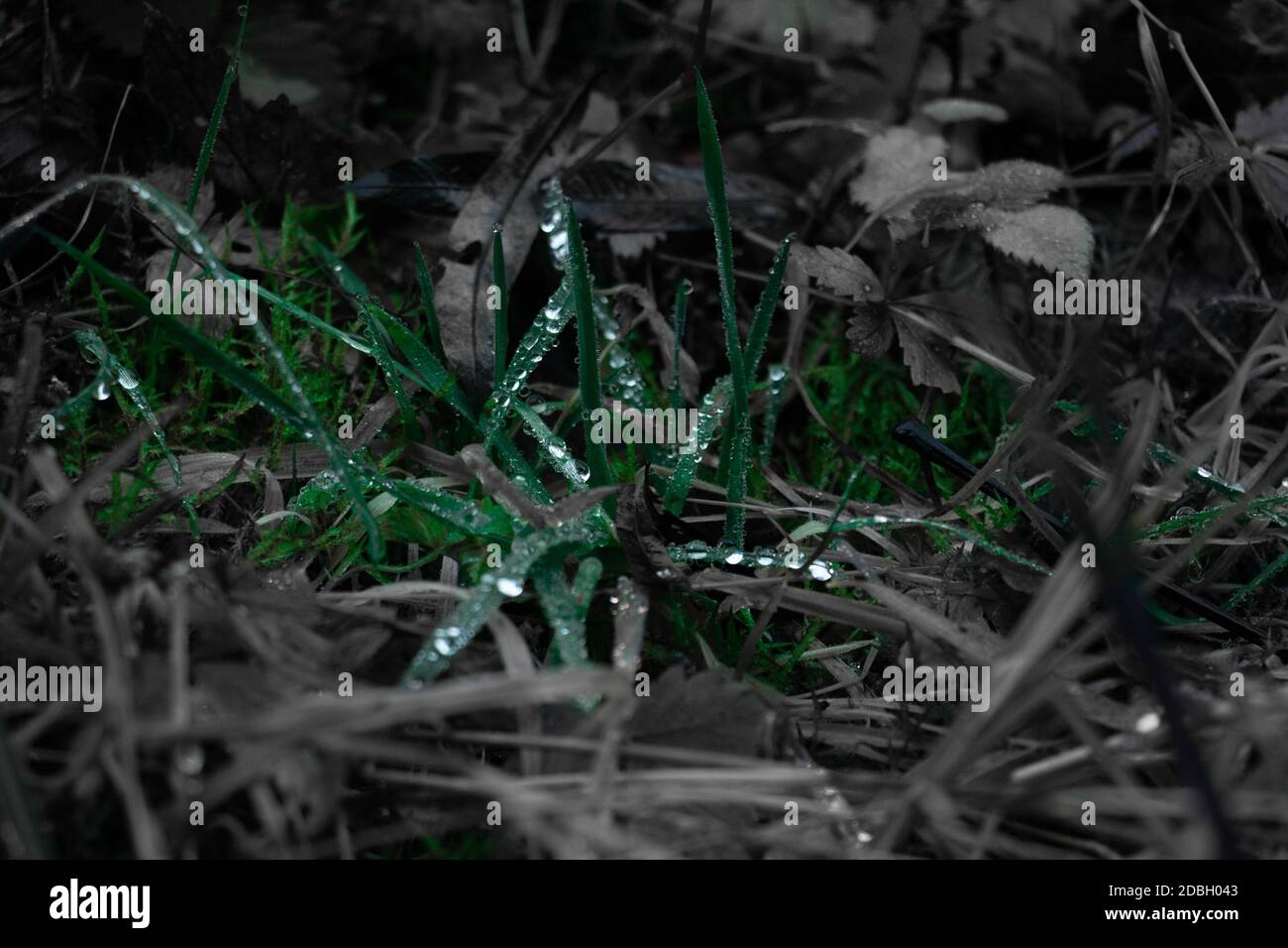 de l'eau tombe sur certaines lames d'herbe Banque D'Images