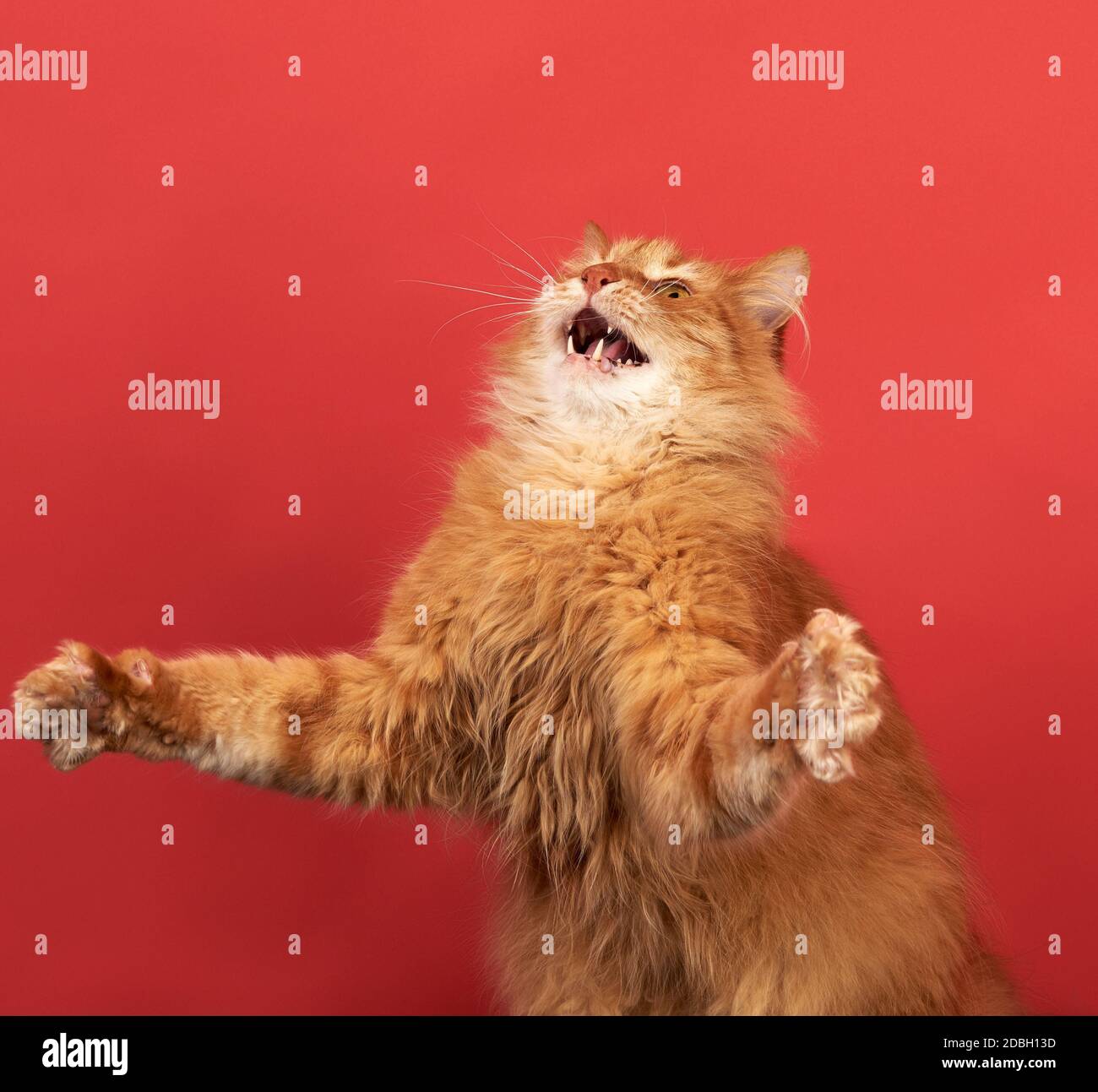 Pattes De Devant Banque D Image Et Photos Alamy