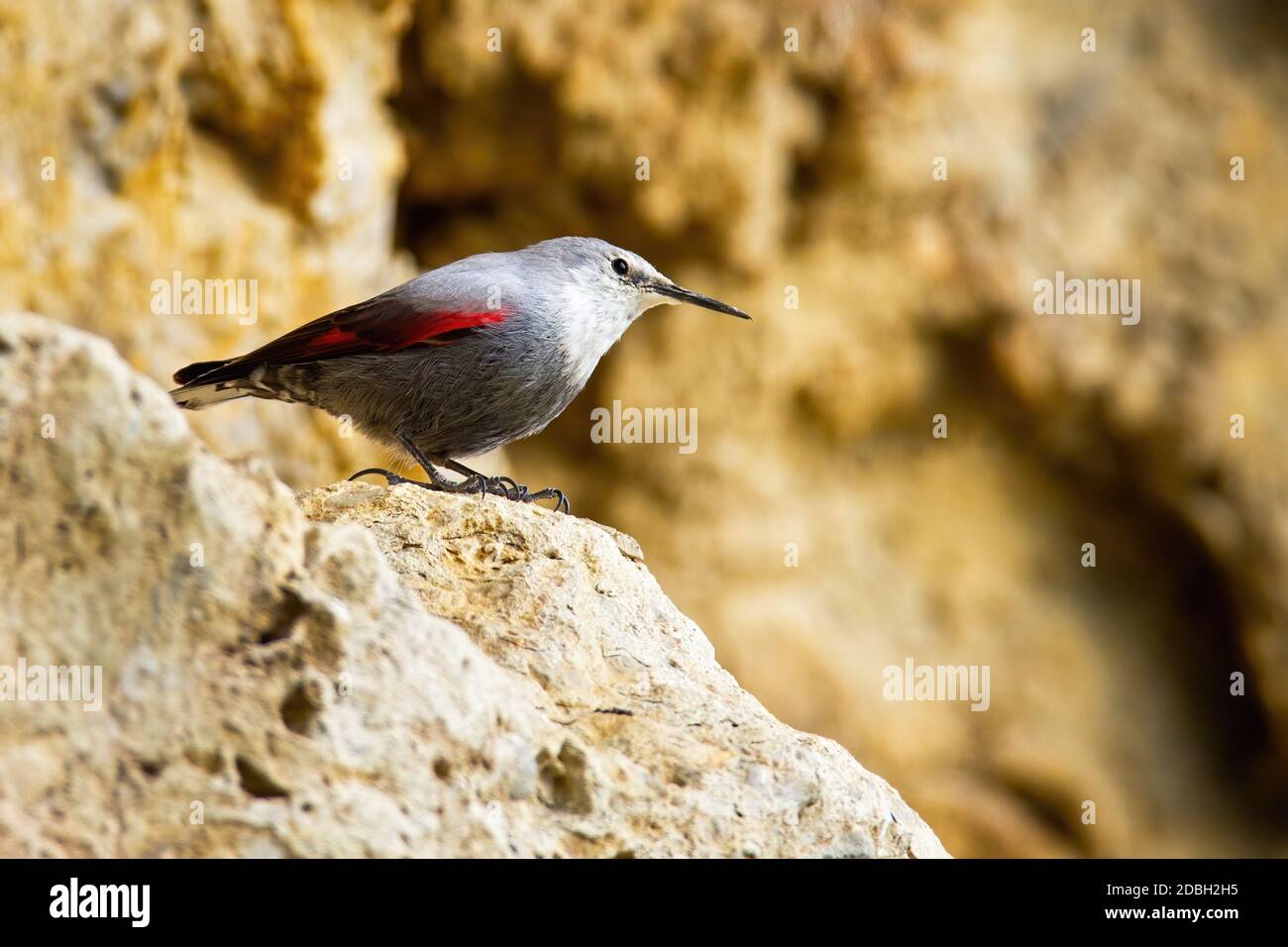 Le super-réducteur, tichodroma muraria, s'asseyant sur une crête rocheuse à flanc de montagne avec un arrière-plan flou et un espace de copie. Alerte oiseau avec bec long o Banque D'Images