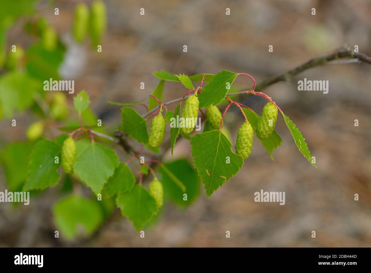 Bouleau au printemps dans la forêt Banque D'Images