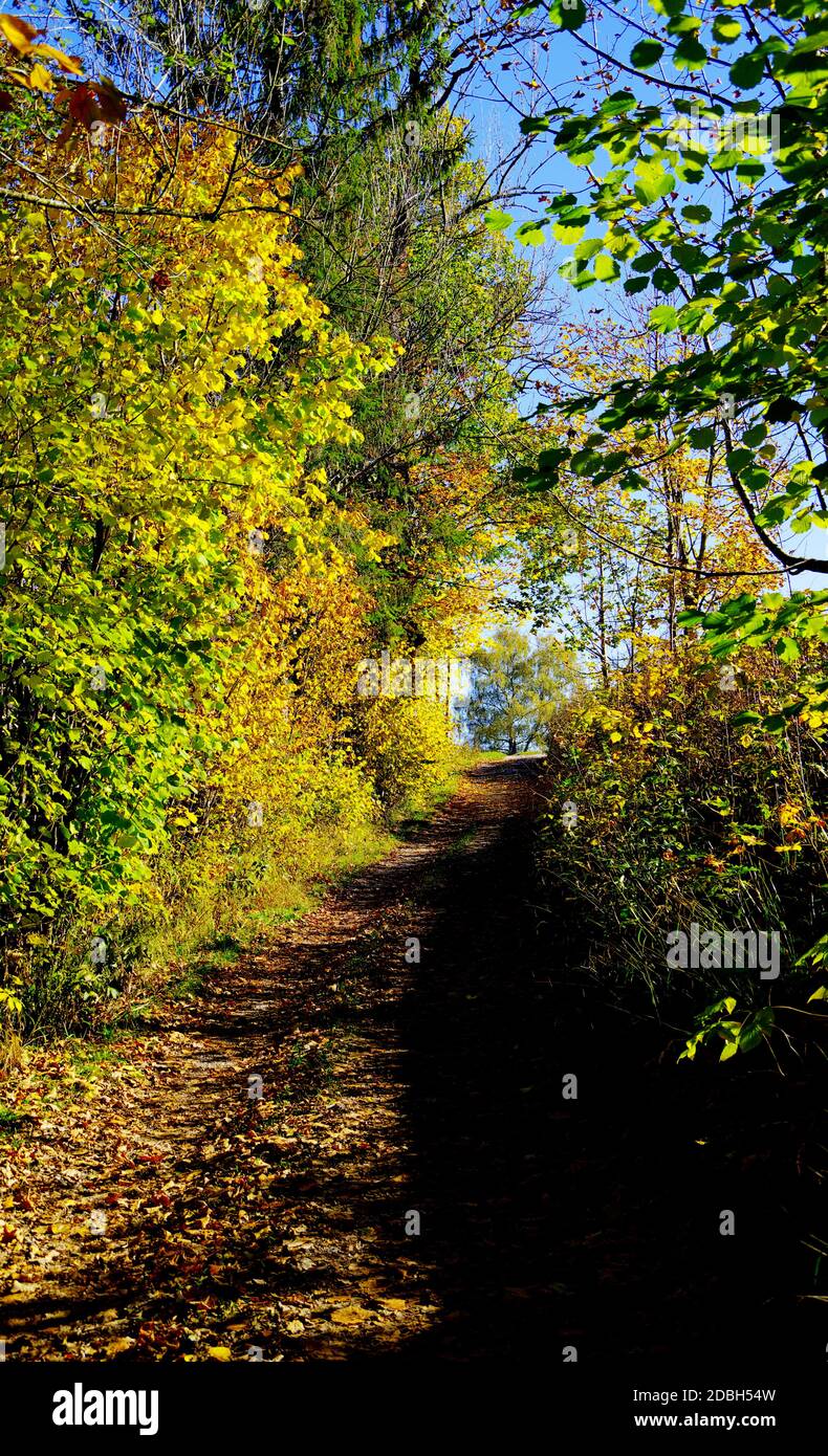 Sentier de randonnée rempli de feuilles d'automne et d'arbres avec des feuilles d'automne sous un ciel bleu Banque D'Images