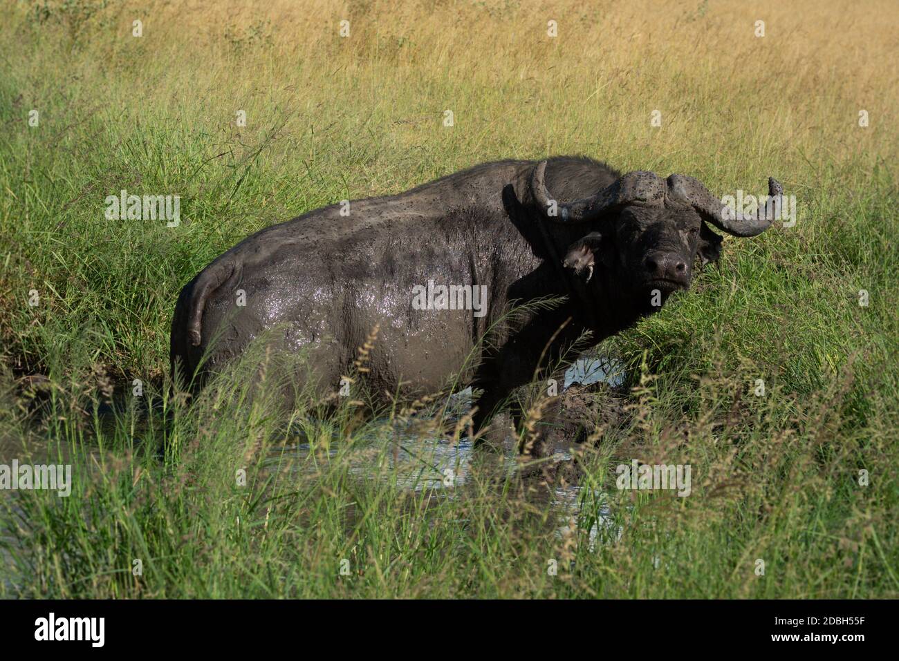 Le buffle du cap se trouve dans un trou d'eau boueux Banque D'Images