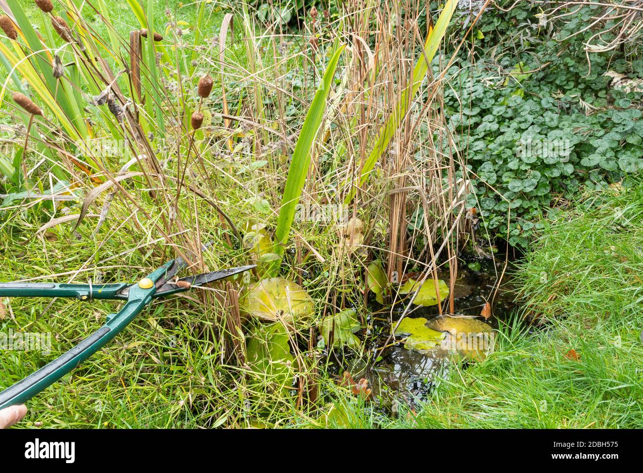 Entretien d'un étang de faune de jardin à l'automne 1, Royaume-Uni. Taille des plantes de flanc de copeau trop cultivées avec des cisailles. Banque D'Images