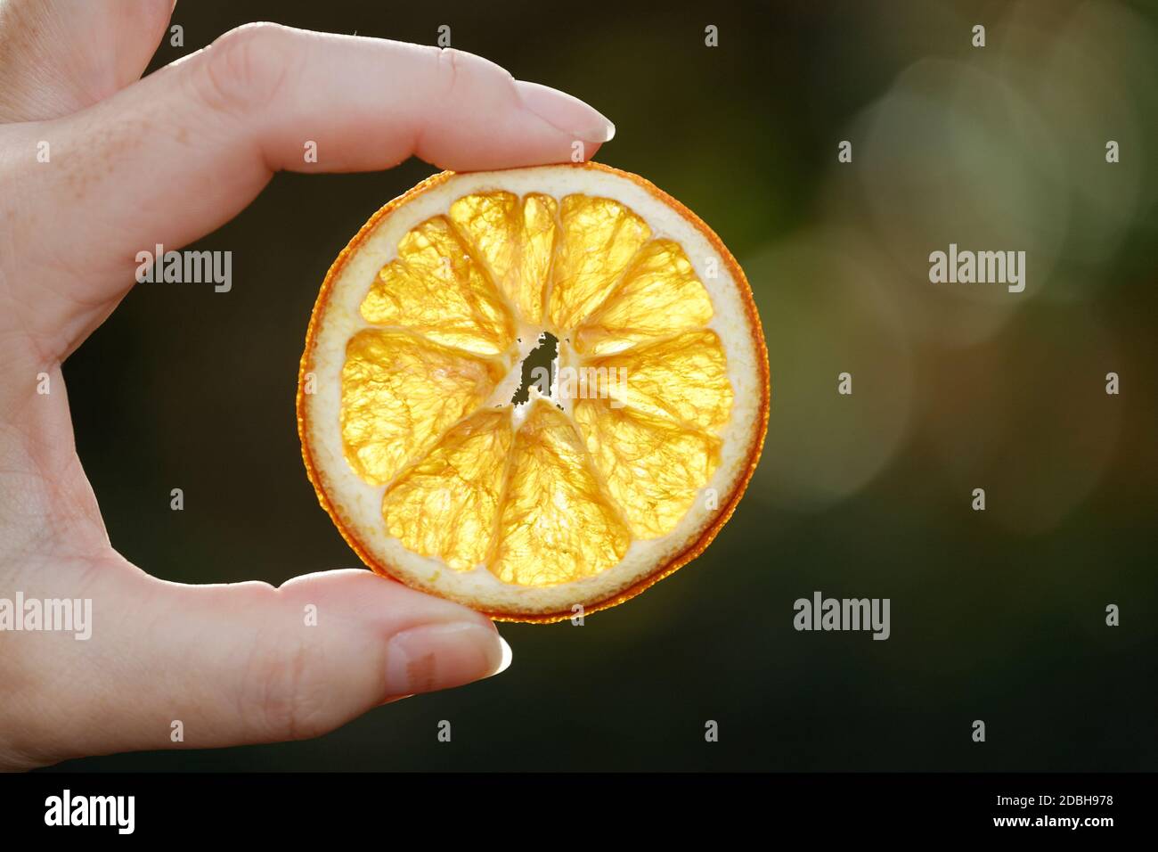 tranche d'orange séchée maintenue entre le pouce et l'index, rétro-éclairée par le soleil Banque D'Images