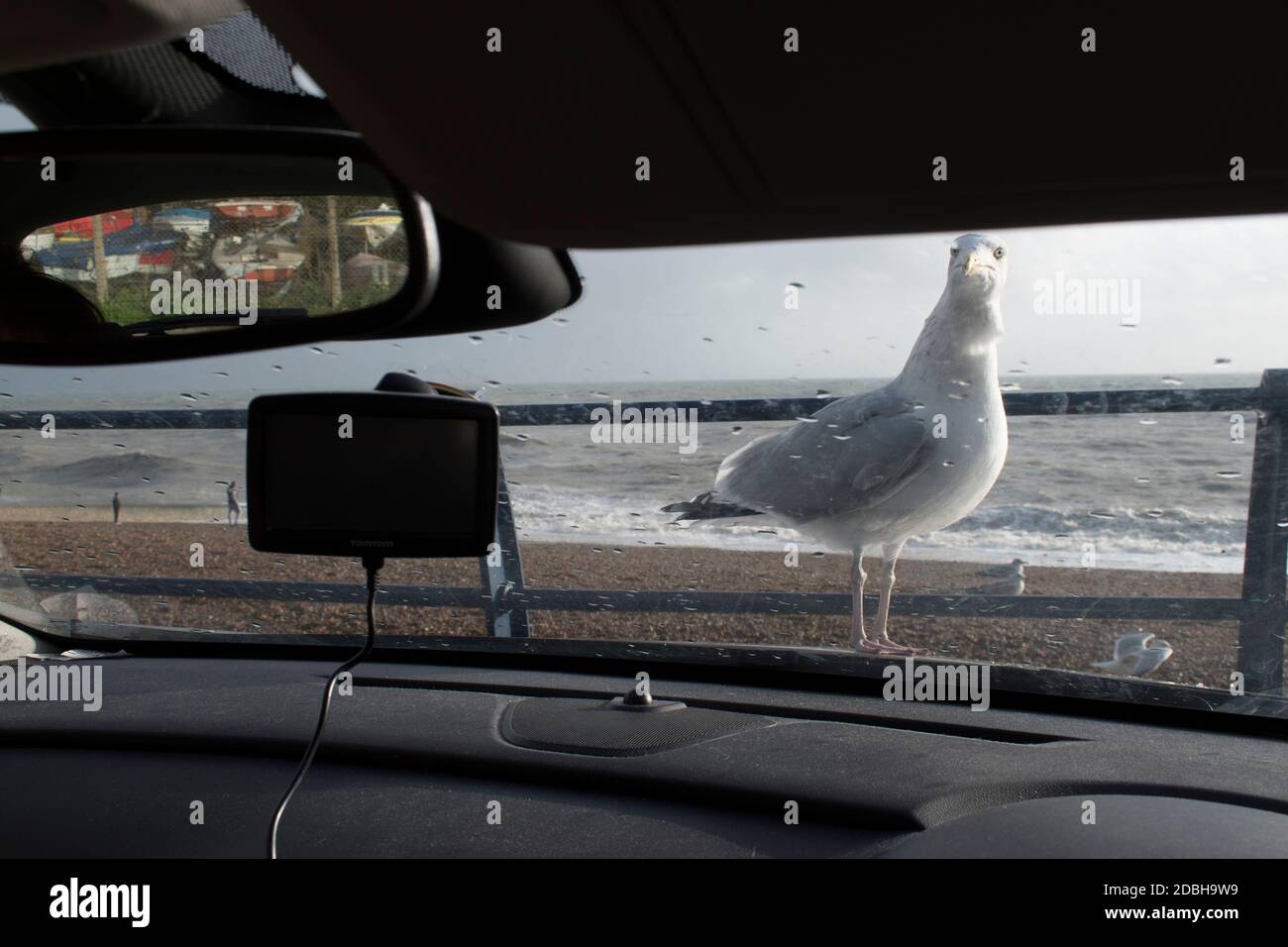 Goéland hareng attendant d'être nourri. Communément appelé Seagulles, être nourri avec de la nourriture donnée, quelque chose à manger, laissés overs. Atterrissage sur le capot de la voiture. Impunis juste avide et affamé. Hastings East Sussex années 2020 2020 Royaume-Uni HOMER SYKES Banque D'Images