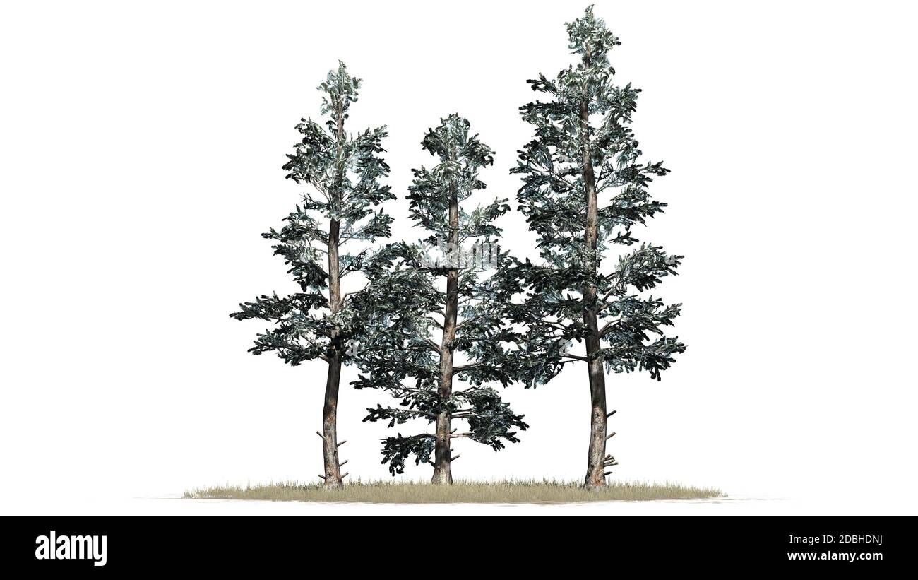 Groupe d'arbres de l'épinette bleue du Colorado en hiver - isolé sur fond blanc Banque D'Images