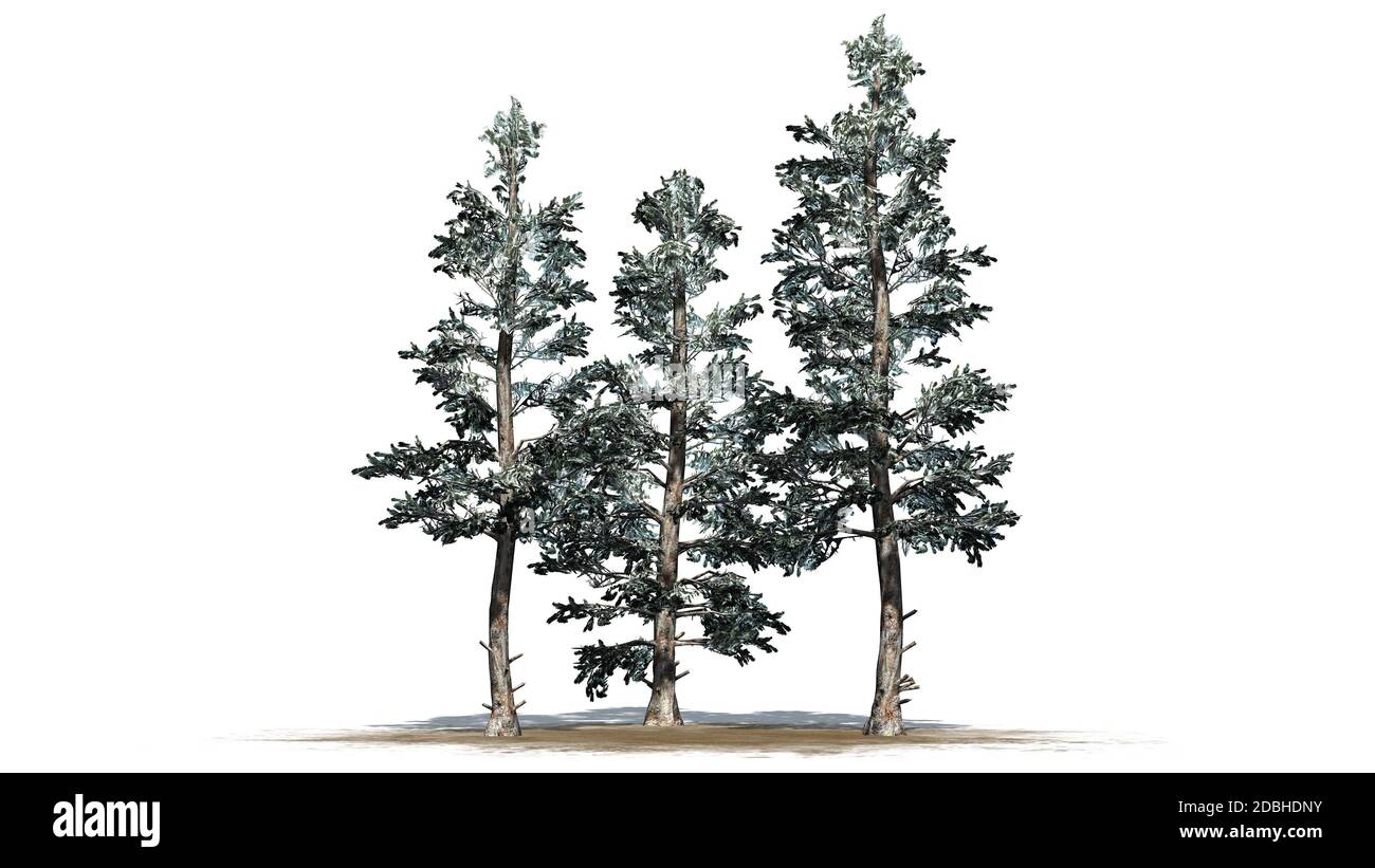 Groupe d'arbres de l'épinette bleue du Colorado en hiver - isolé sur fond blanc Banque D'Images