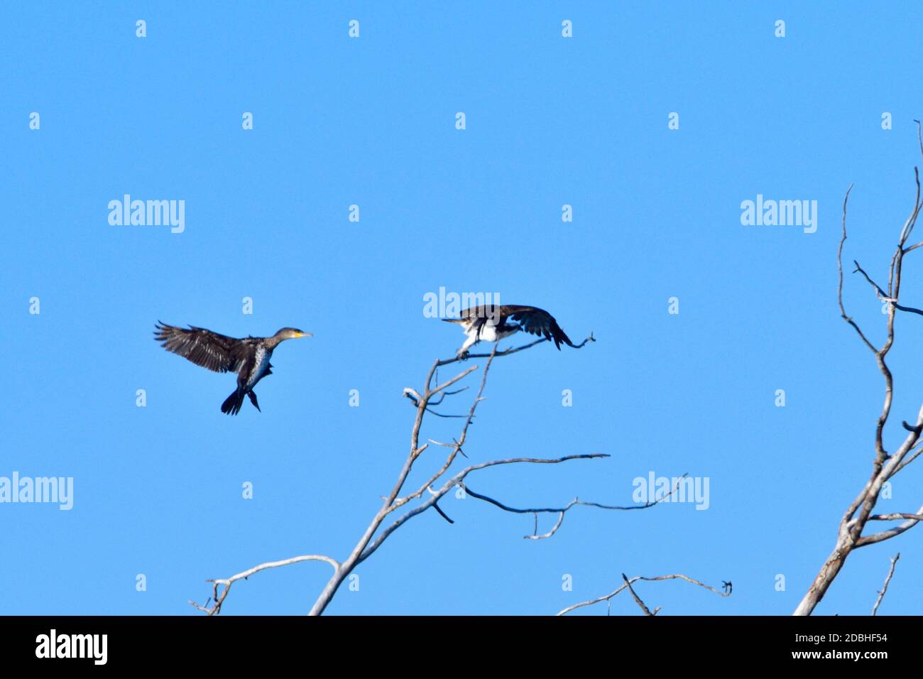 Grand cormorant et de l'osproie sur un arbre Banque D'Images