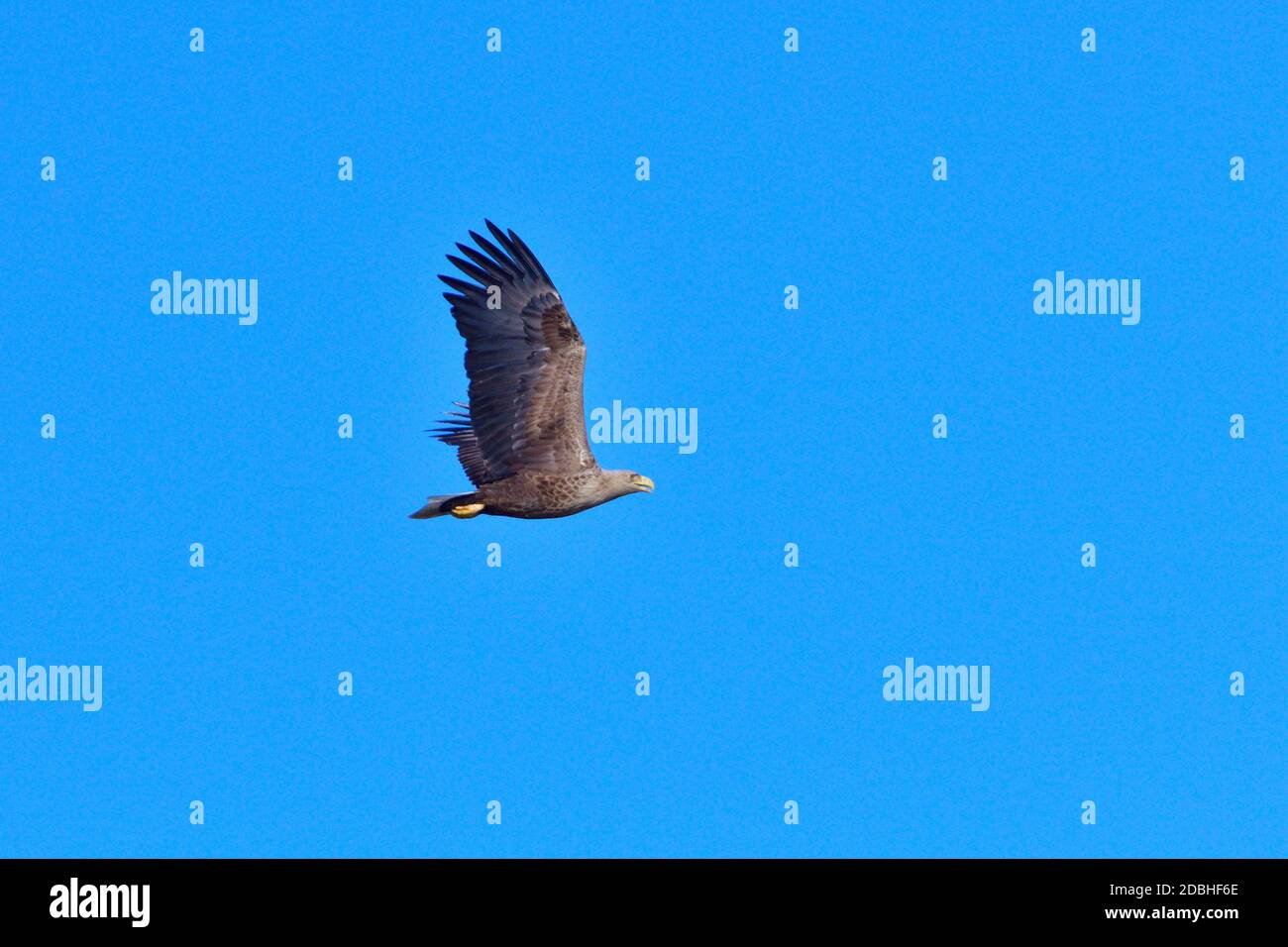 Aigle à queue blanche en vol sous le soleil du matin Banque D'Images