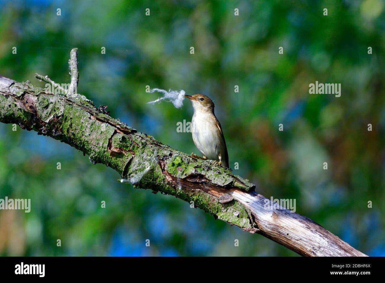 La paruline eurasienne de roseau dans le roseau Banque D'Images