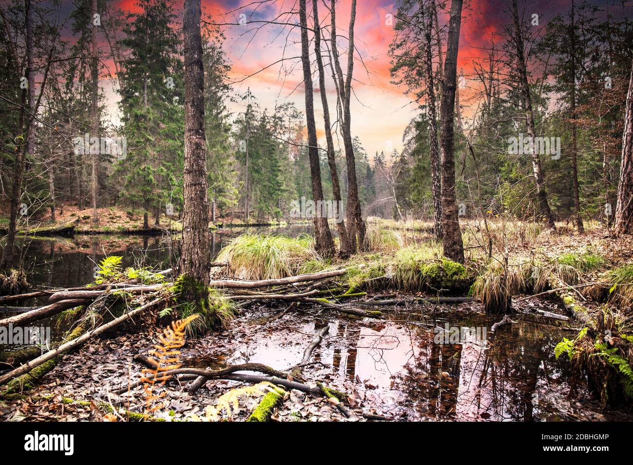 Paysage d'automne dans la forêt. Paysage rural d'automne relaxant avec lac d'eau en arrière-plan. Belle forêt de couleurs avec coucher de soleil. Banque D'Images