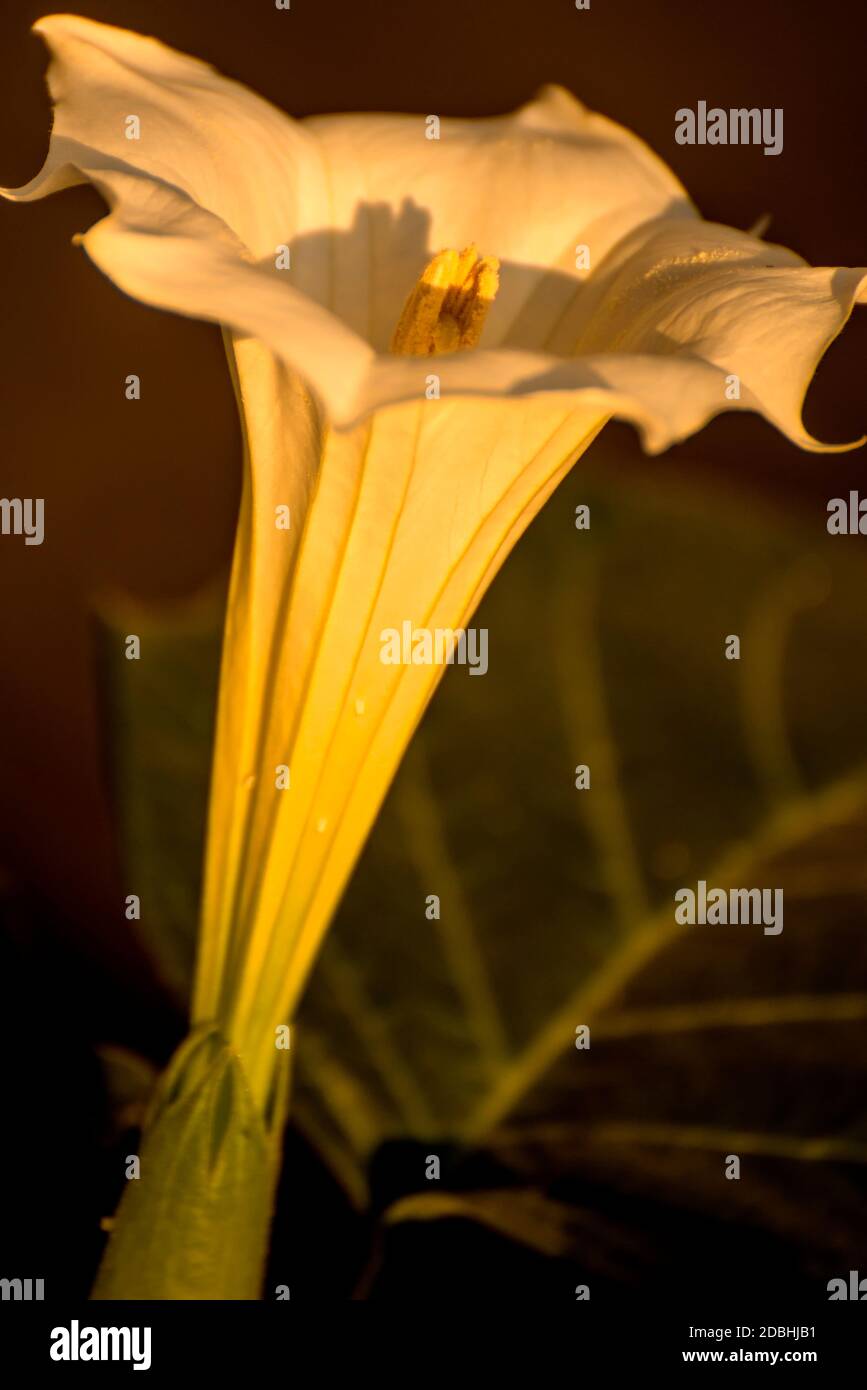 Datura stramonium, buisson à fleurs avec Apple Banque D'Images