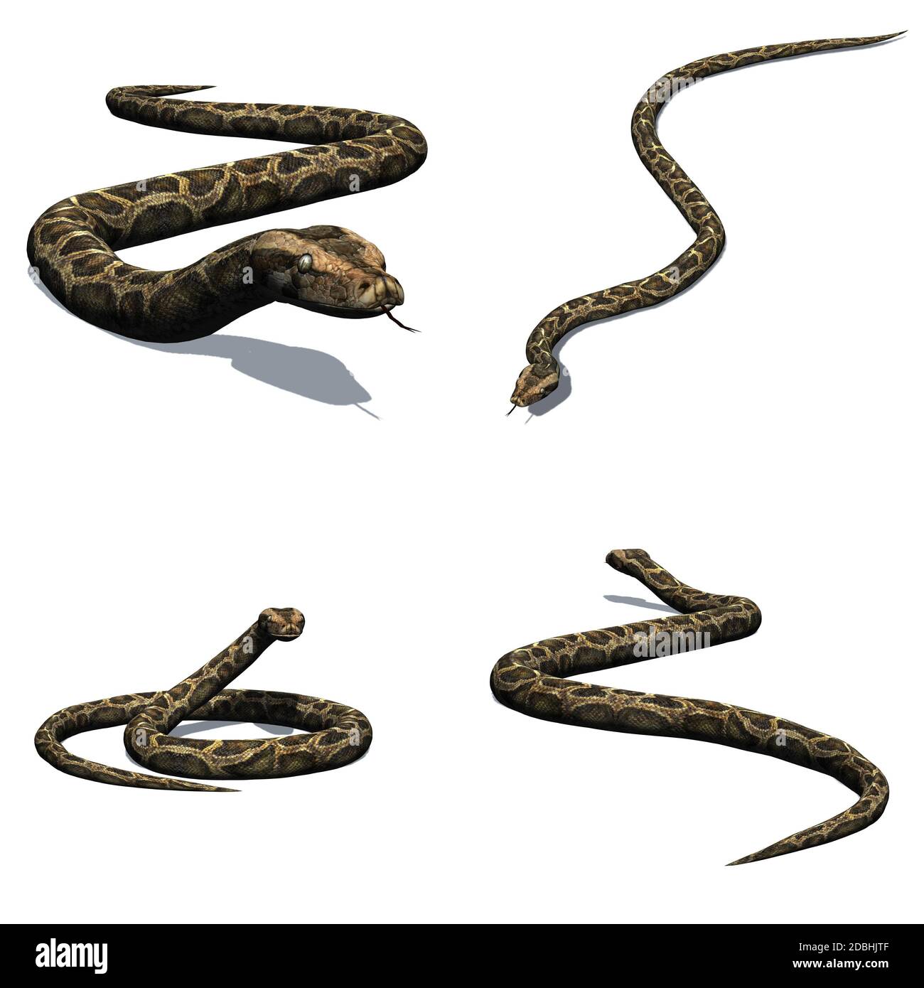Ensemble de serpent python - isolé sur fond blanc Banque D'Images