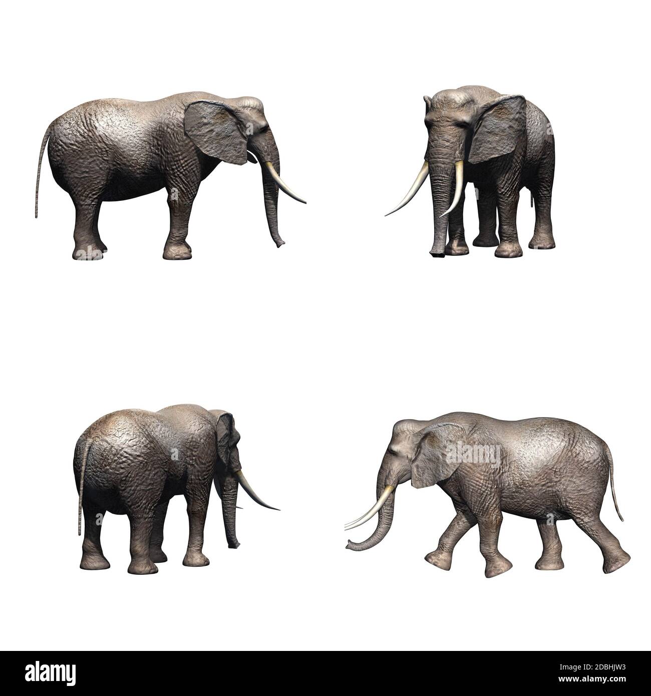 Ensemble d'éléphant - isolé sur fond blanc Banque D'Images