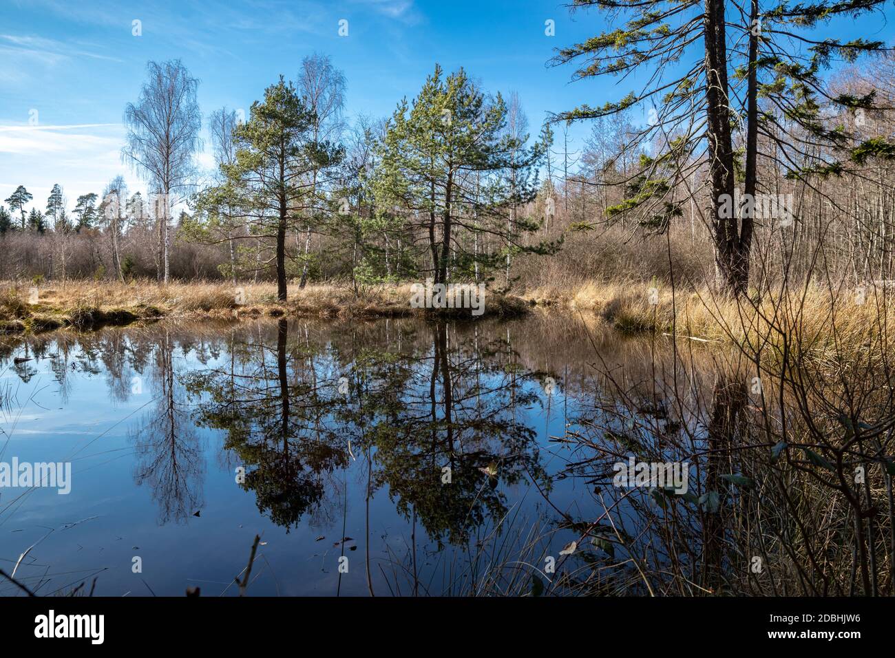 Réflexion dans le Birkensee dans le parc naturel de Schoenbuch Banque D'Images