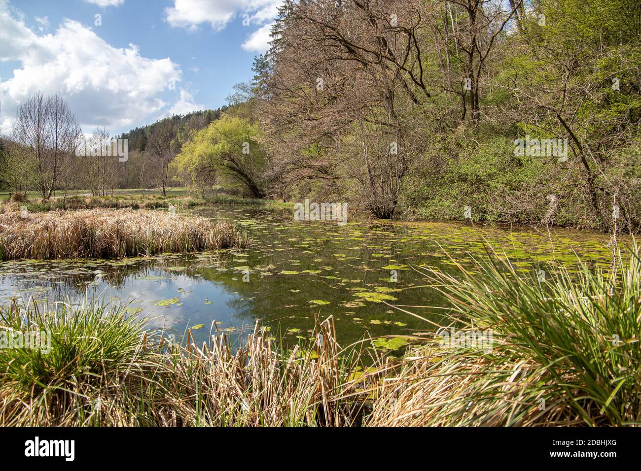 Étang au Teufelsbrücke dans le parc naturel de Schönbuch Banque D'Images