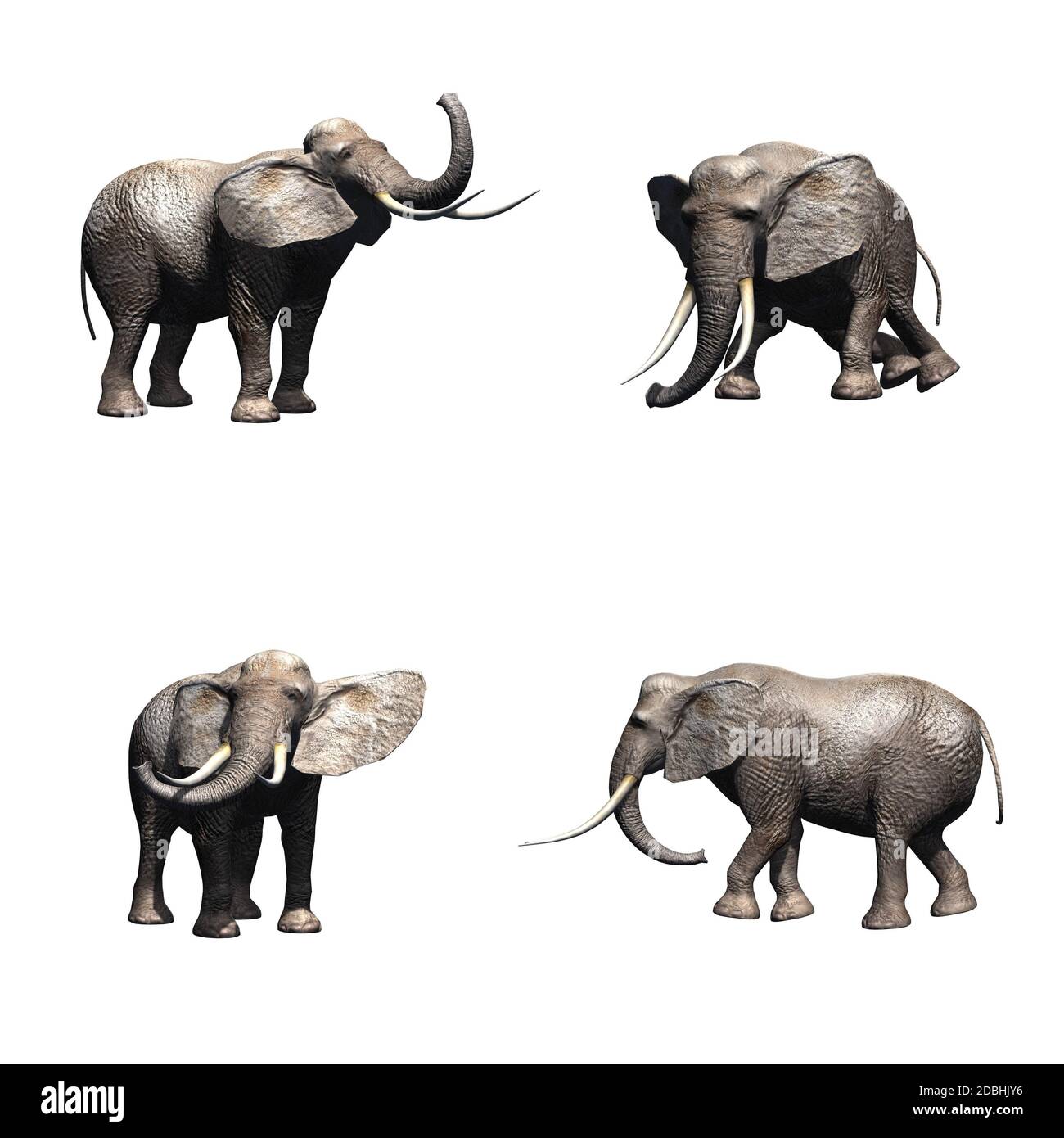 Ensemble d'éléphant - isolé sur fond blanc Banque D'Images