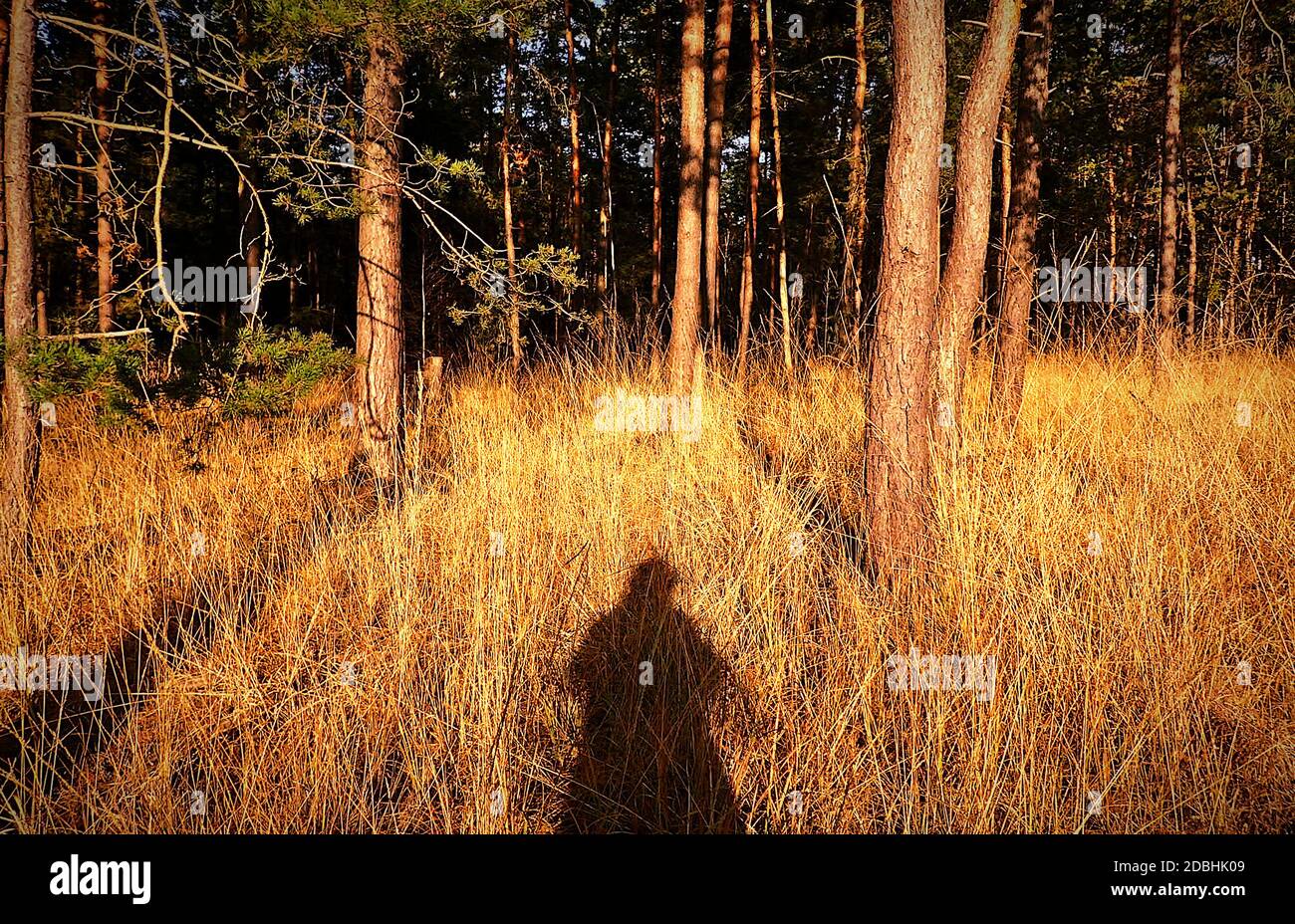 Sécheresse dans la forêt Banque D'Images