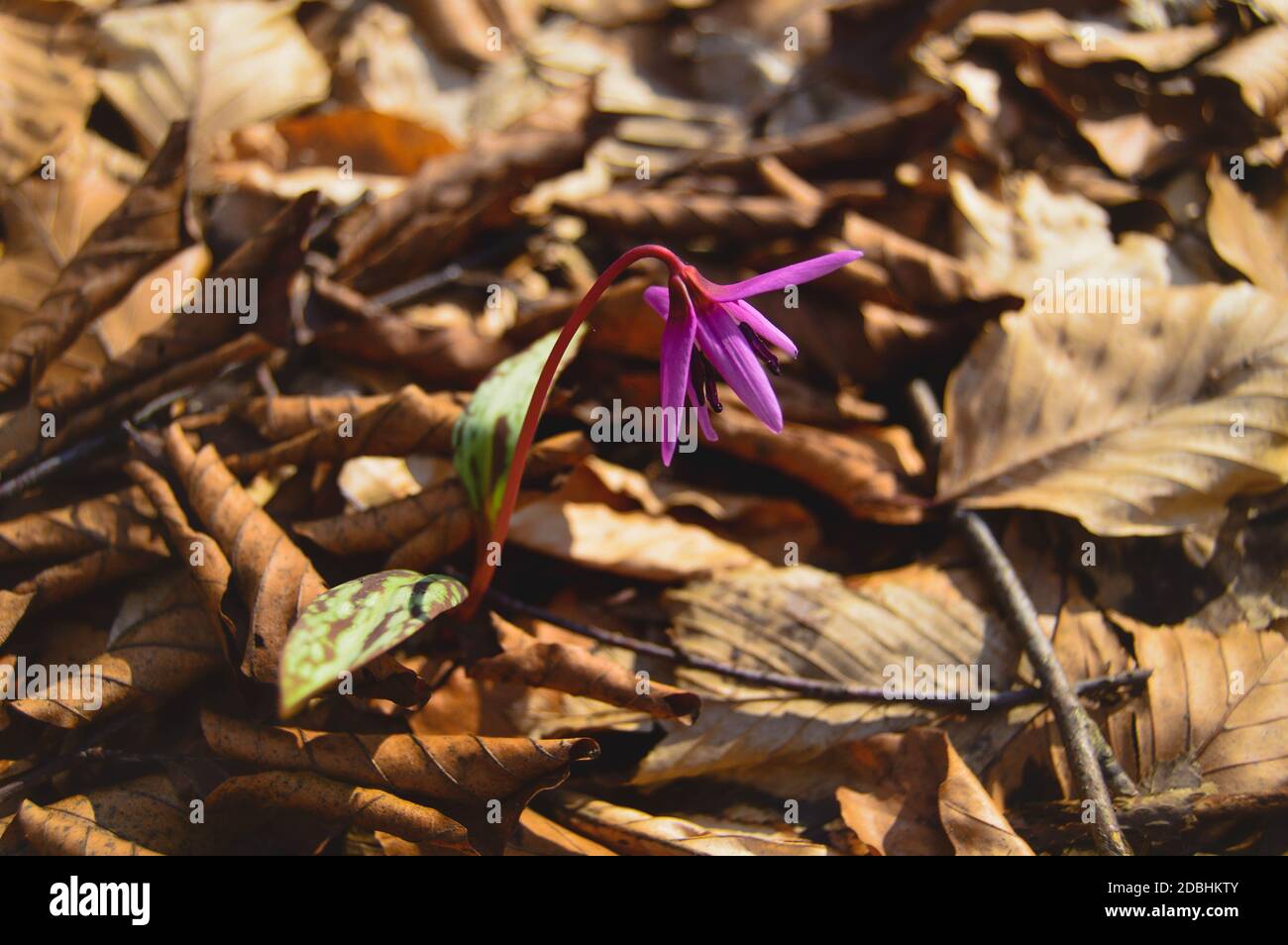 Violette des Dogtooth ou violette des dents des chiens, plante de fin d'hiver ou de début de printemps dans la famille des nénuphars avec fleur de lilas et feuille d'ovat ou de lancéolate, bulbe blanc, Banque D'Images