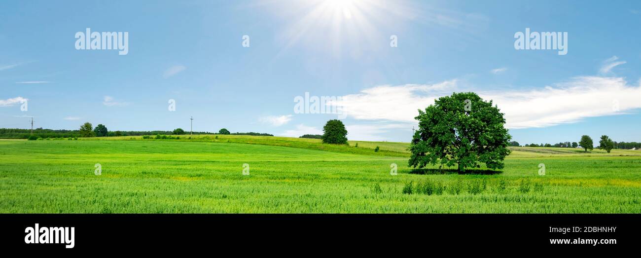 Prairie verte ensoleillée avec ciel bleu et nuages, champ agricole au printemps Banque D'Images