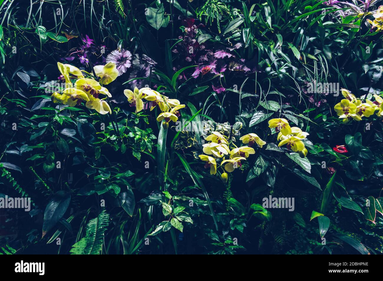 grandes orchidées jaunes en fleurs dans le jardin tropical vertical Banque D'Images