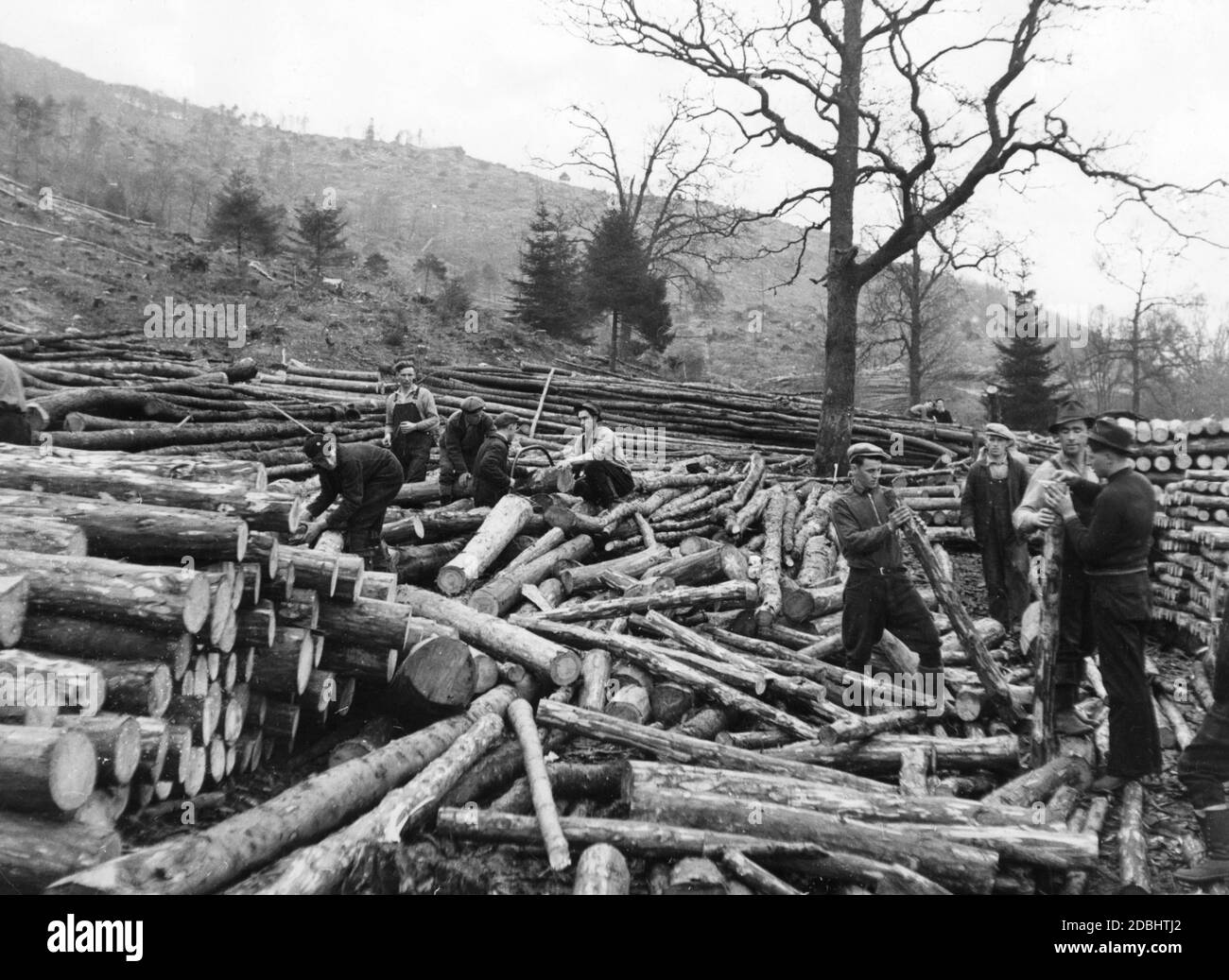 Les bûcherons de Terre-Neuve soutiennent l'industrie britannique et la guerre par le travail forestier en Écosse. Banque D'Images
