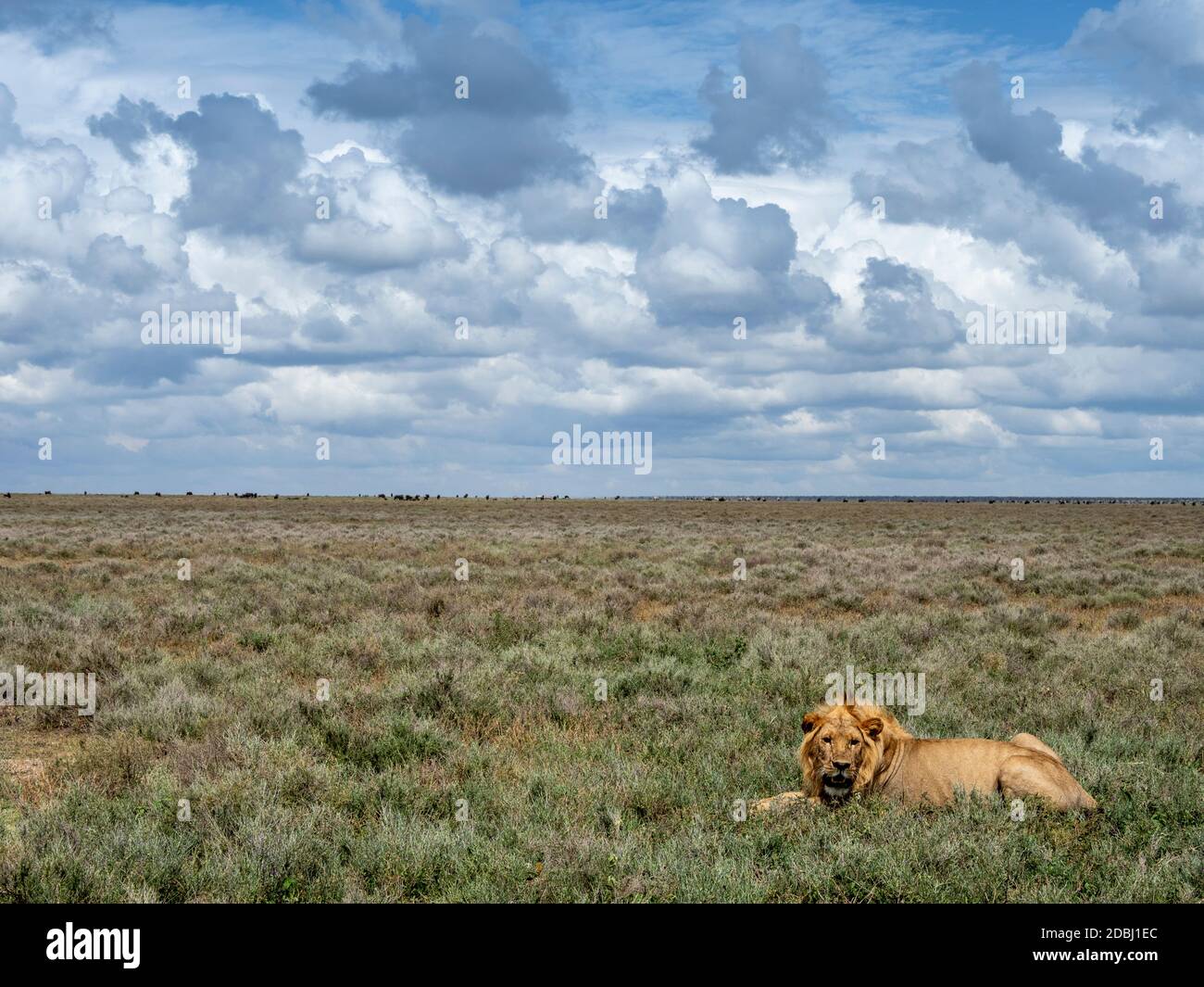 Un lion mâle adulte (Panthera leo), Parc national du Serengeti, site du patrimoine mondial de l'UNESCO, Tanzanie, Afrique de l'est, Afrique Banque D'Images