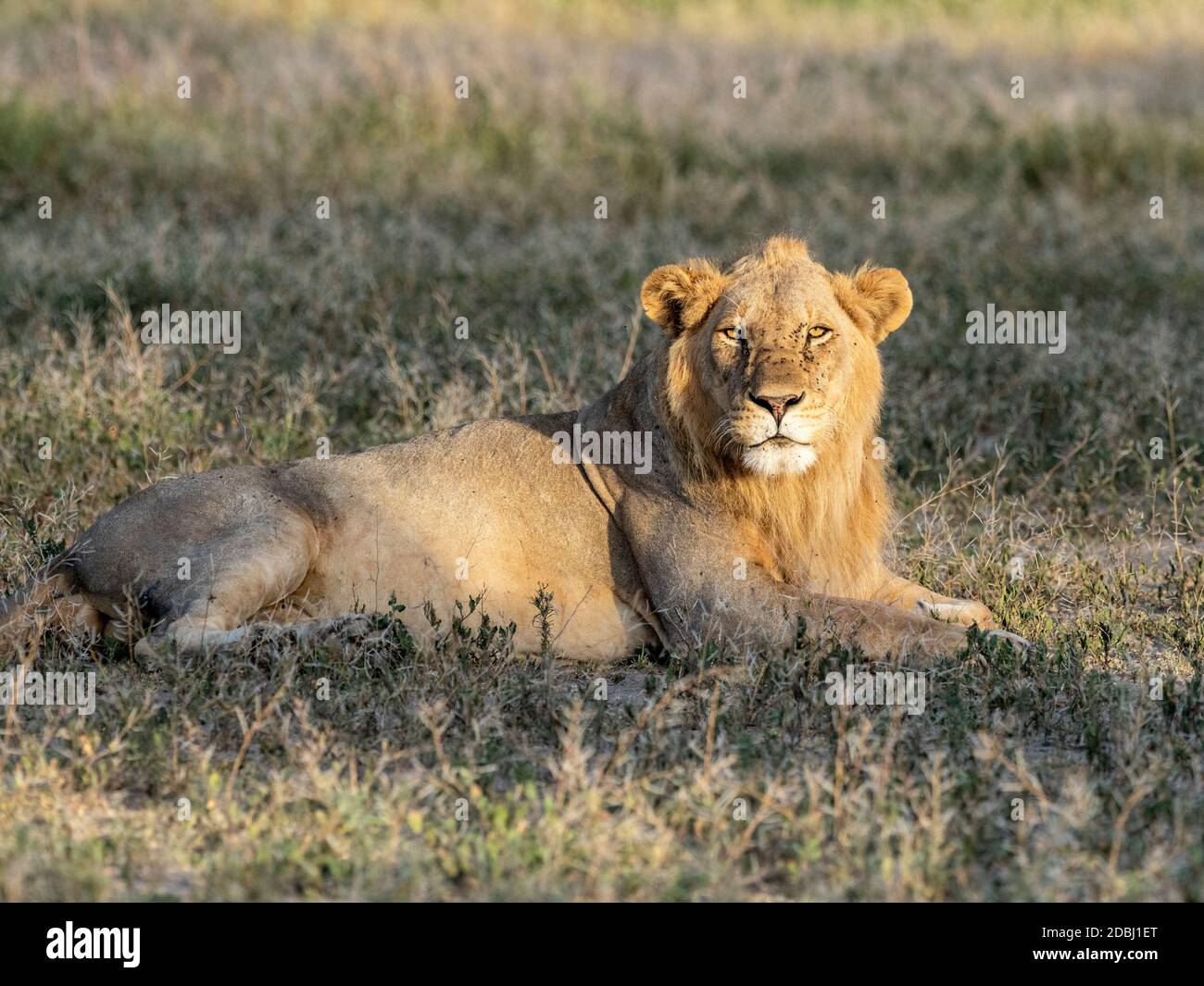 Un lion mâle (Panthera leo), Parc national du Serengeti, Tanzanie, Afrique de l'est, Afrique Banque D'Images