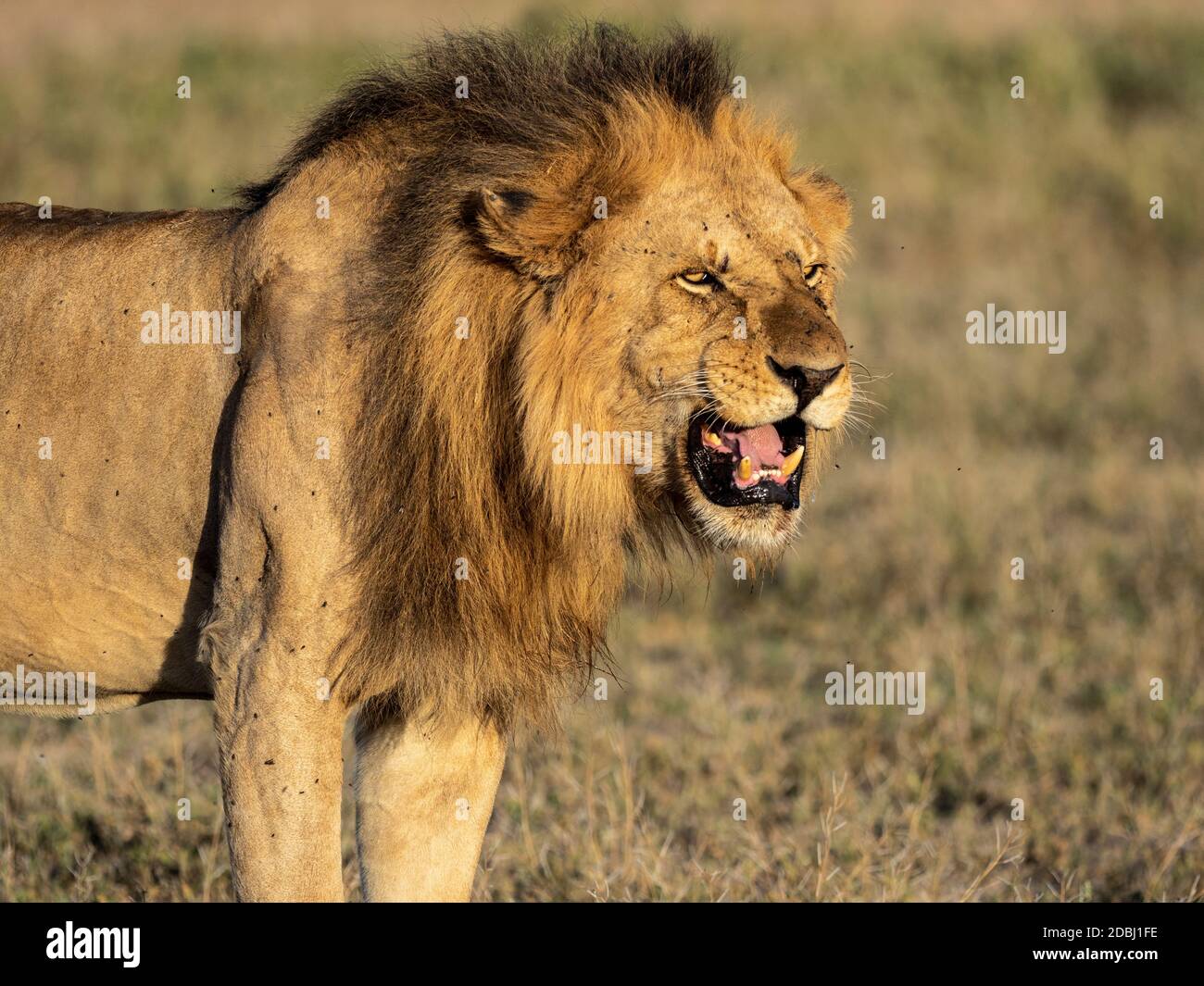 Un lion mâle (Panthera leo), Parc national du Serengeti, Tanzanie, Afrique de l'est, Afrique Banque D'Images