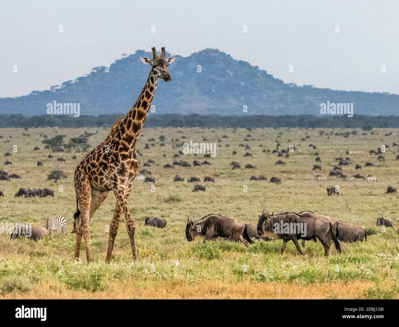 Une girafe Masai adulte (Giraffa camelopardalis tippelskirchii), Parc national du Serengeti, site classé au patrimoine mondial de l'UNESCO, Tanzanie, Afrique de l'est, Afrique Banque D'Images