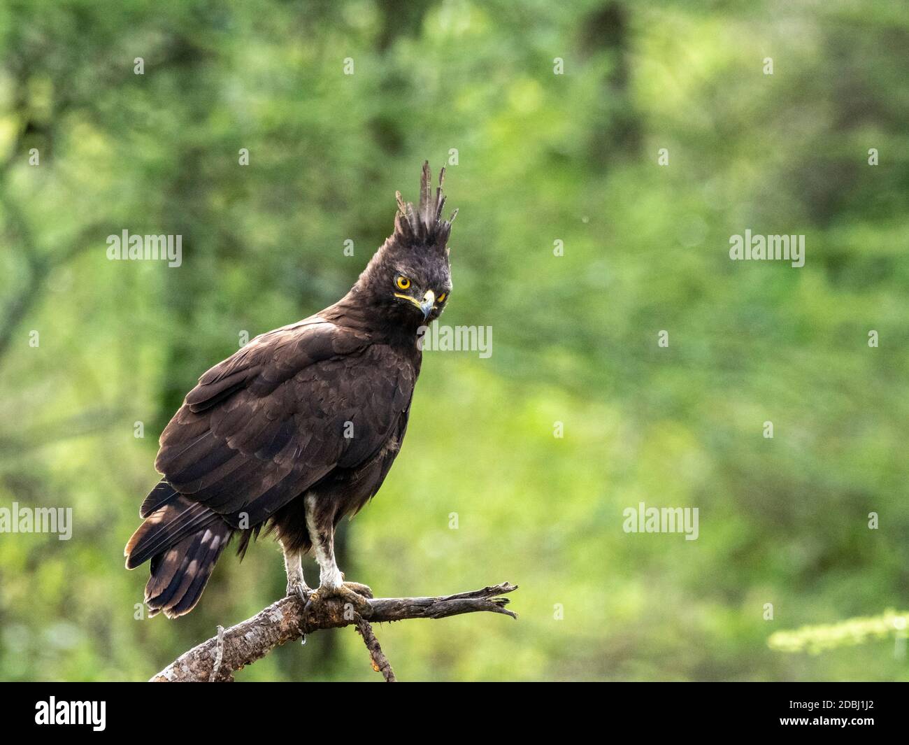 Un aigle à aigle à aigrettes (Lopheetus occipitalis) adulte, Parc national du Serengeti, Tanzanie, Afrique de l'est, Afrique Banque D'Images