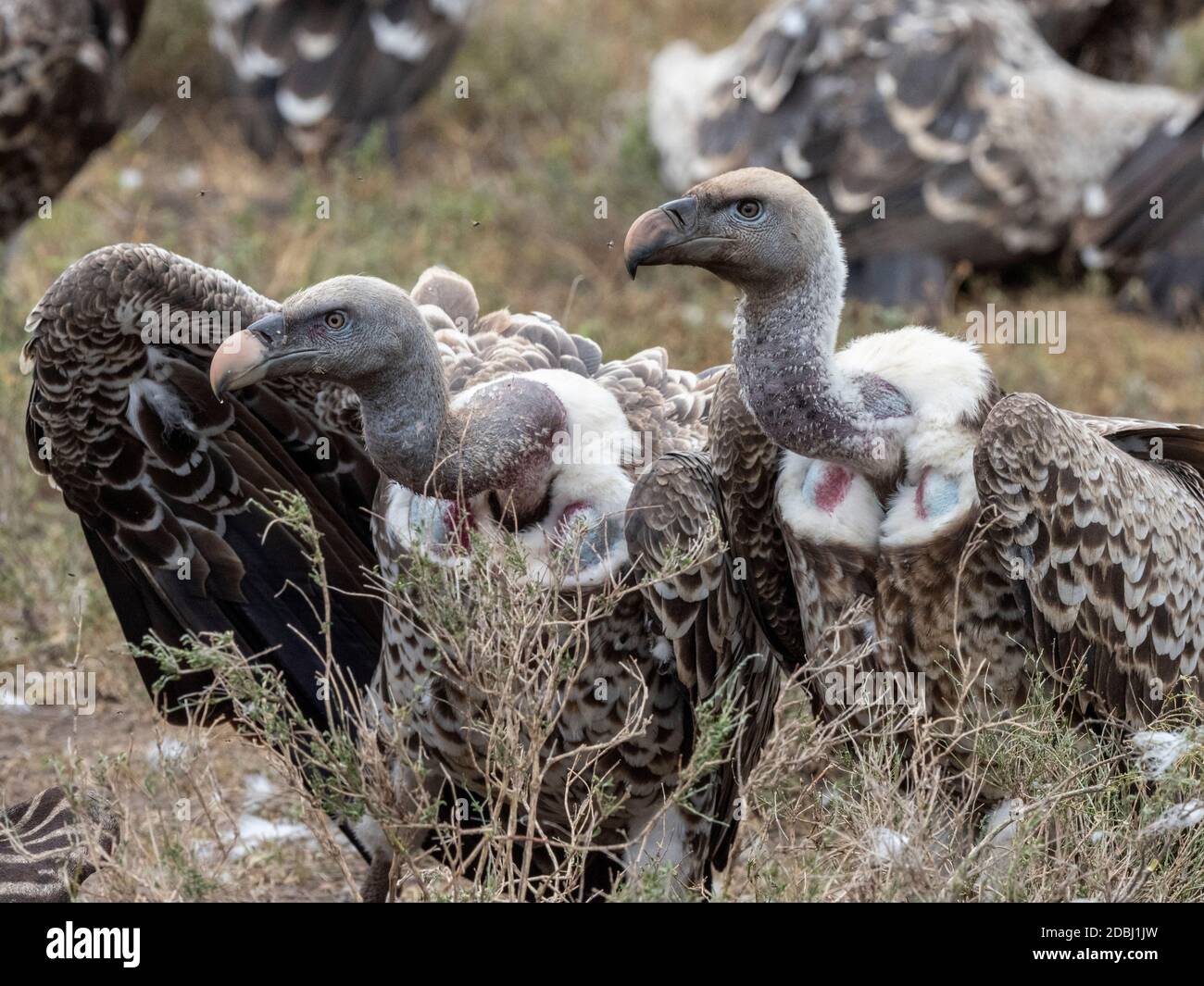 Les vautours de Ruppell (Gyps rueppelli), sur la carcasse d'un zèbre de plaines dans le parc national de Serengeti, Tanzanie, Afrique de l'est, Afrique Banque D'Images