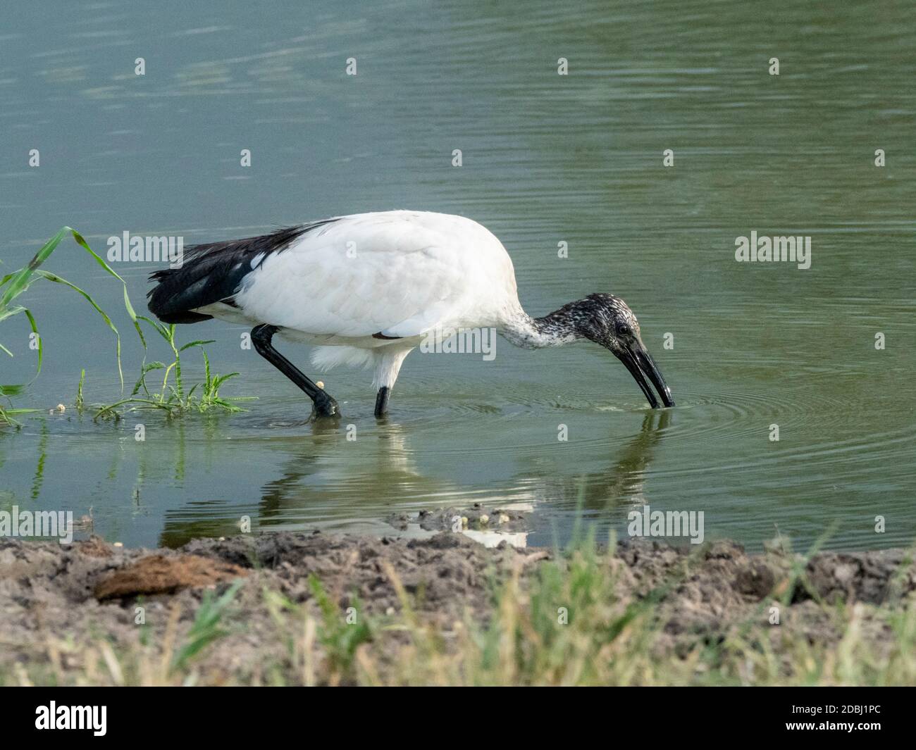 Un ibis sacré africain adulte (Threskiornis aethiopicus), Parc national de Tarangire, Tanzanie, Afrique de l'est, Afrique Banque D'Images