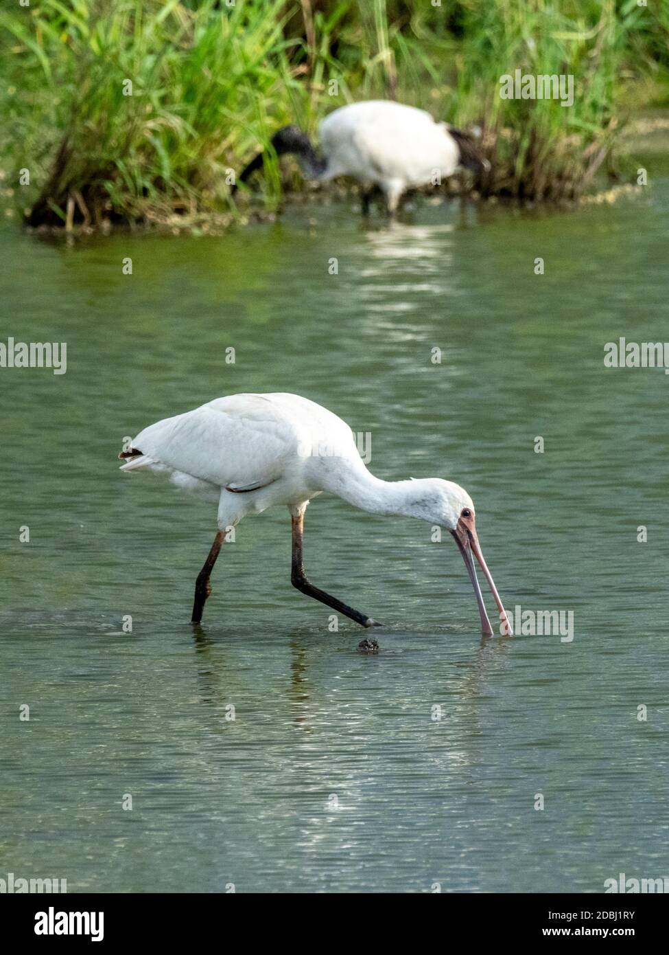 Afrique spoonbill (Platalea alba), alimentation dans le parc national de Tarangire, Tanzanie, Afrique de l'est, Afrique Banque D'Images