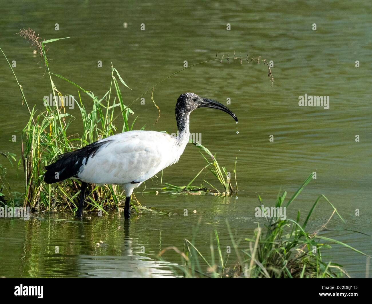 Un ibis sacré africain adulte (Threskiornis aethiopicus), Parc national de Tarangire, Tanzanie, Afrique de l'est, Afrique Banque D'Images