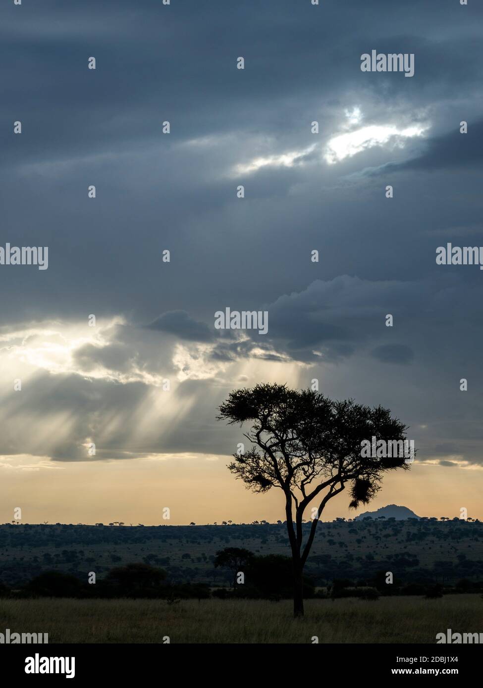 Nuages de tempête et rayons de Dieu dans le parc national de Tarangire, Tanzanie, Afrique de l'est, Afrique Banque D'Images