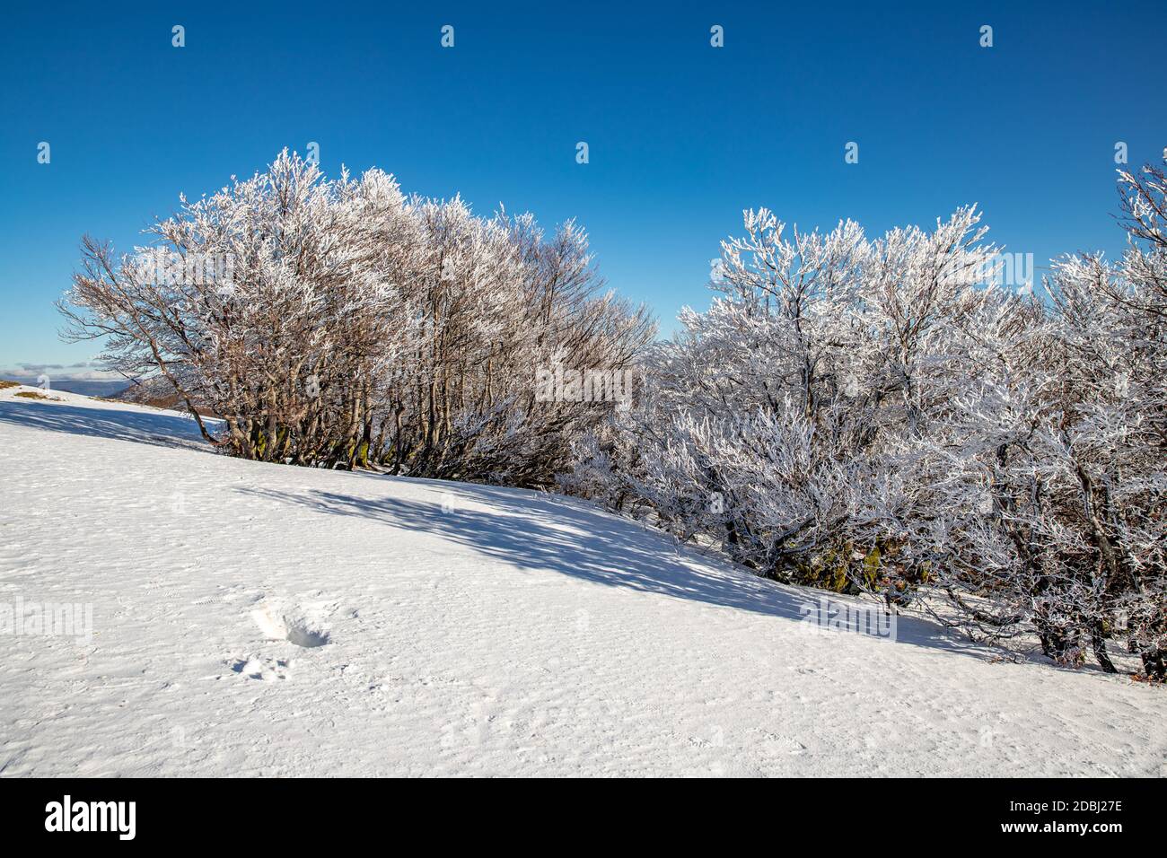 Arbres glacés sur l'Alsace Belchen Banque D'Images