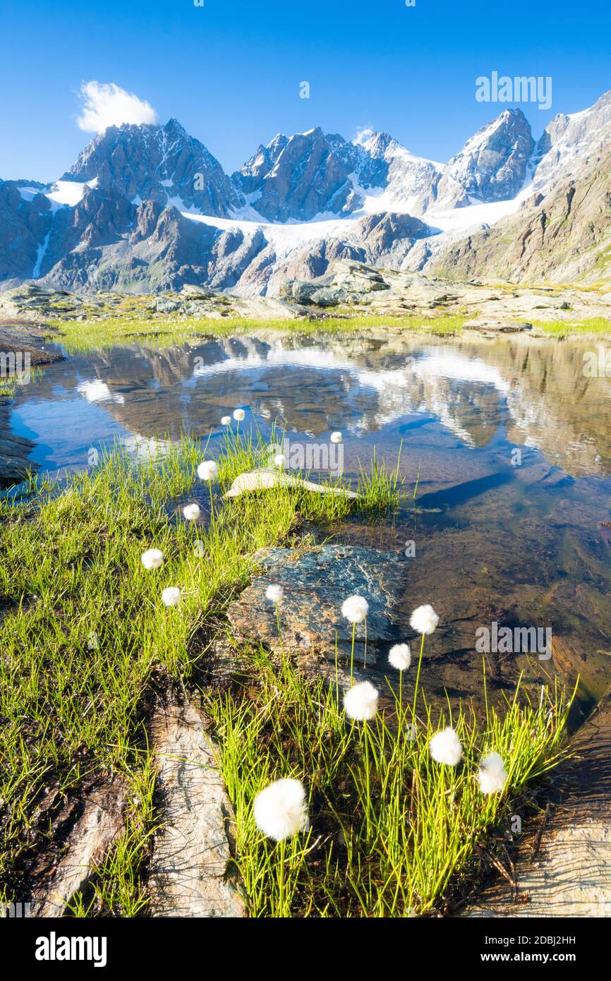 Lac Forbici entouré d'herbe de coton en fleur, Valmalenco, Valtellina, province de Sondrio, Lombardie, Italie, Europe Banque D'Images